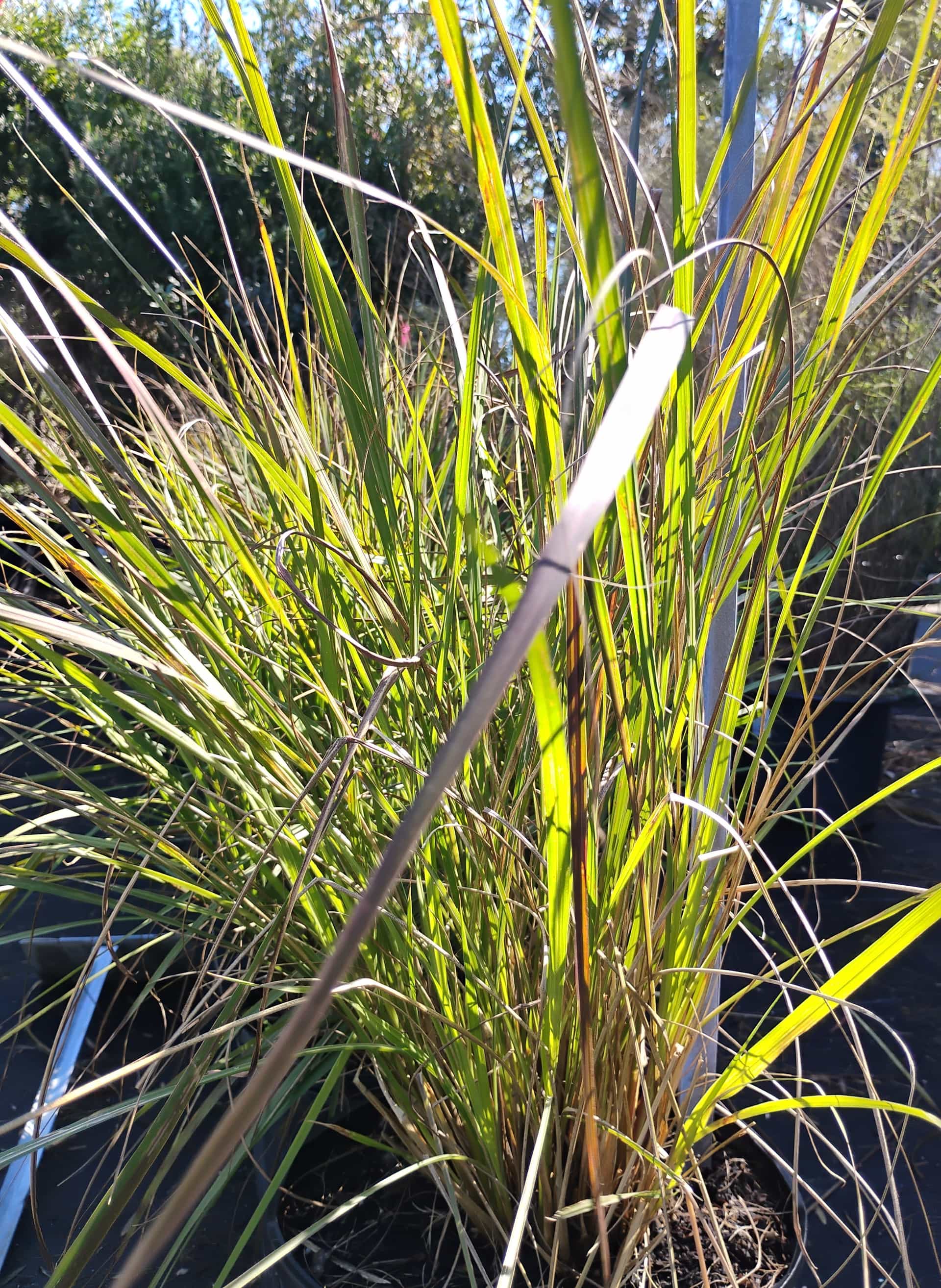 Dwarf Fakahatchee Grass (Tripsacum floridanum), Grass