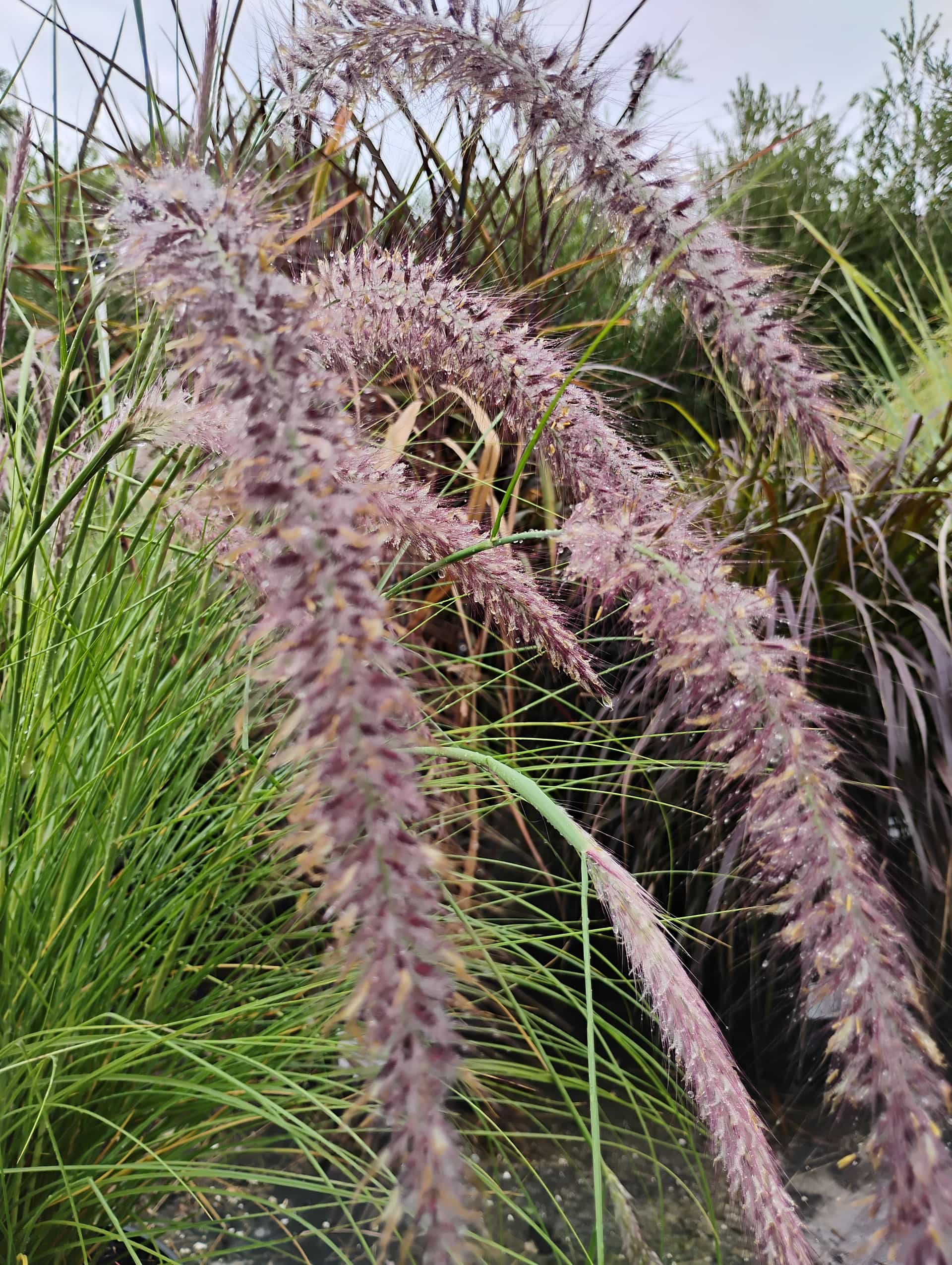 Fountain Grass (Cenchrus), Grass