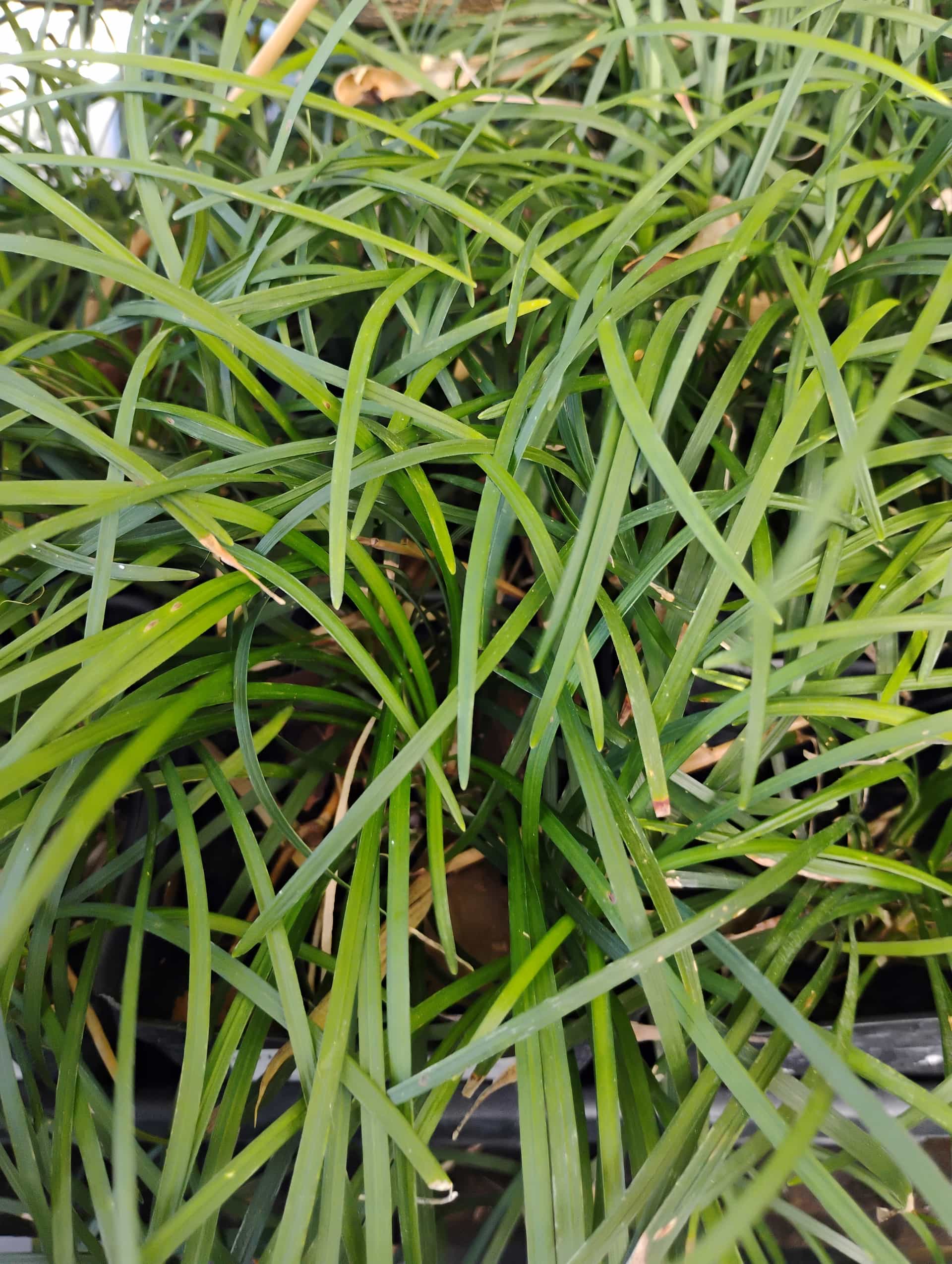 Mondo Grass (Ophiopogon), Groundcover