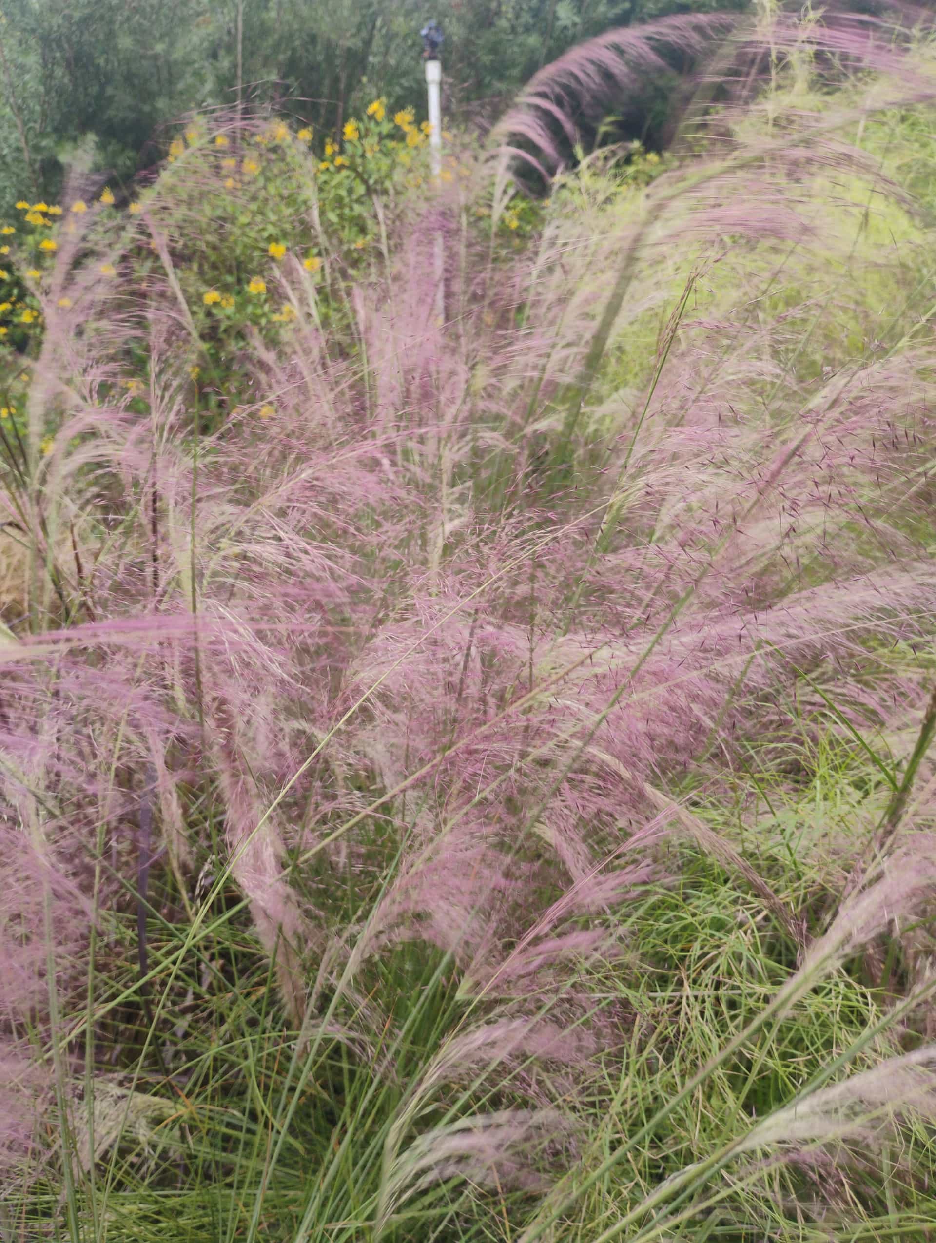 Muhly Grass (Muhlenbergia capillaris), Grass