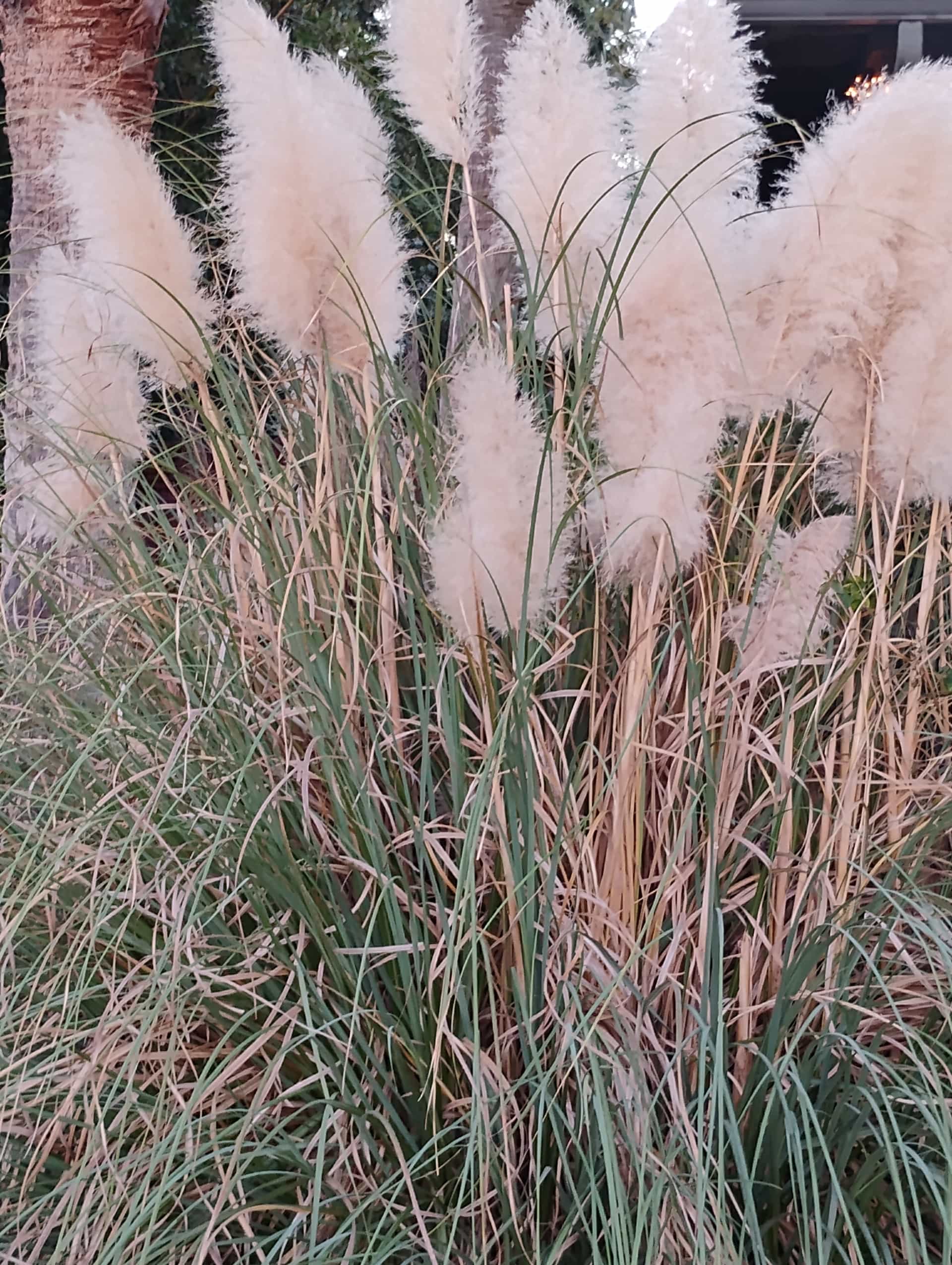 Pampas Grass (Cortaderia selloana), Grass