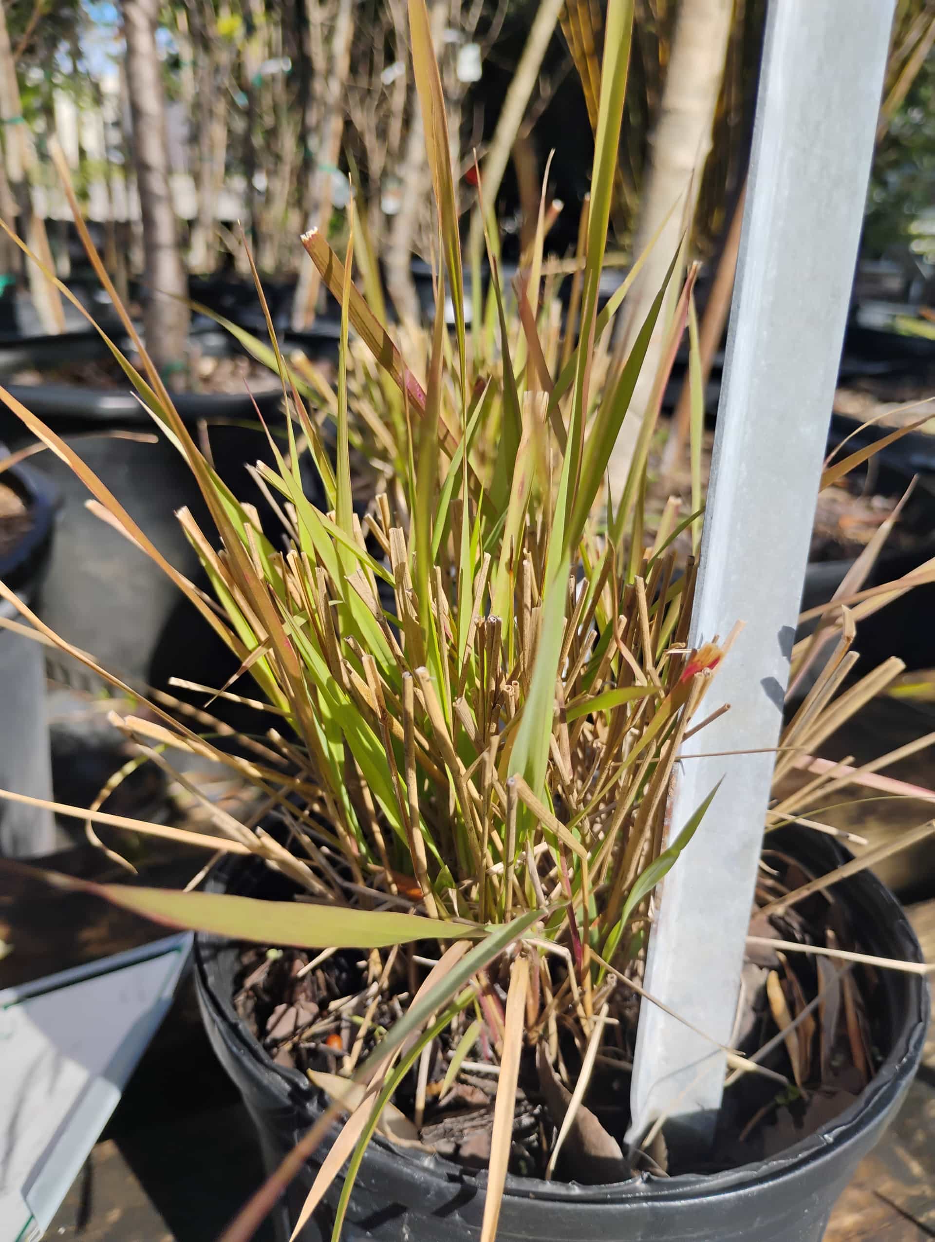 Purple Lovegrass (Eragrostis spectabilis), Grass