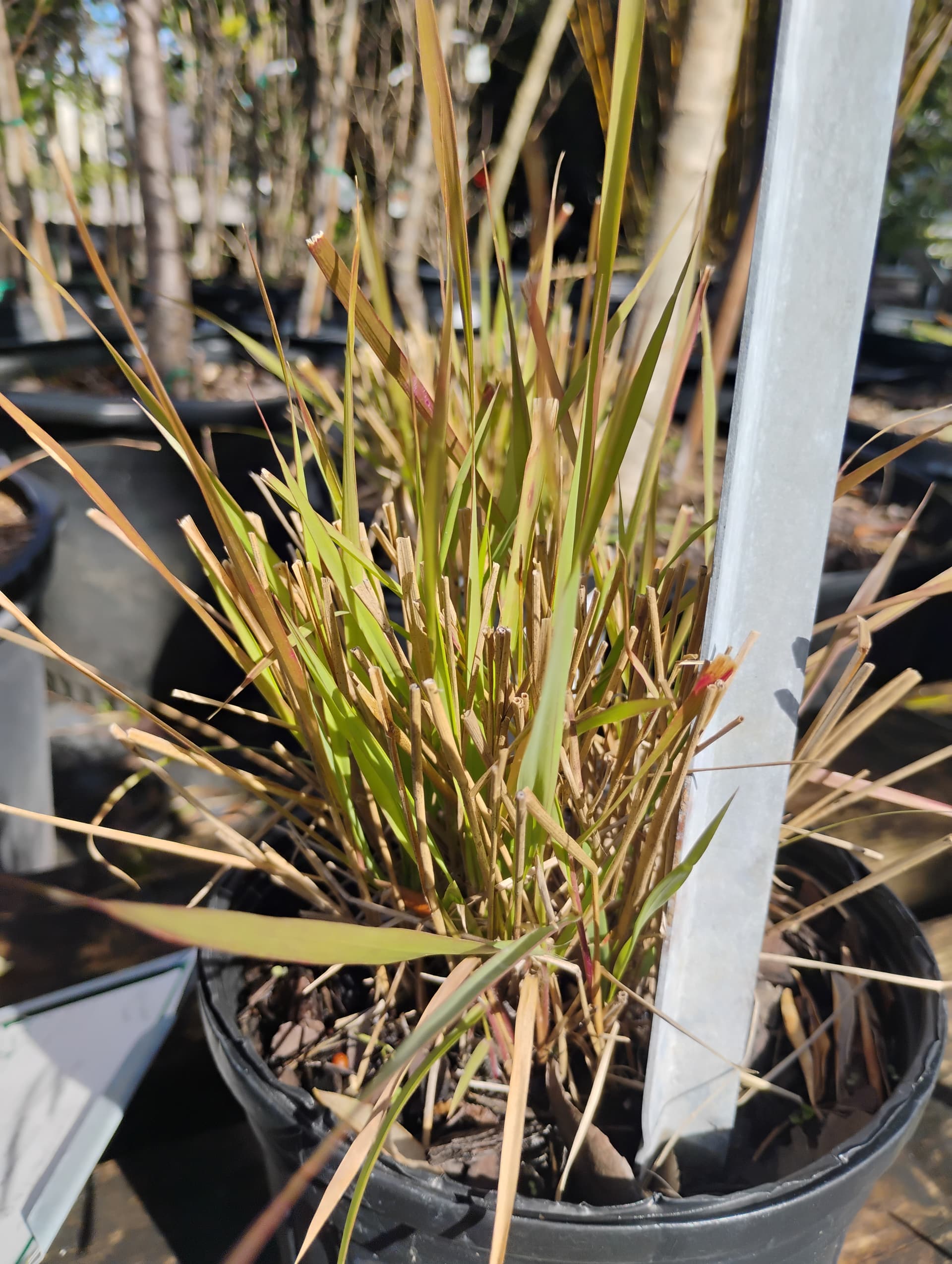 Purple Lovegrass