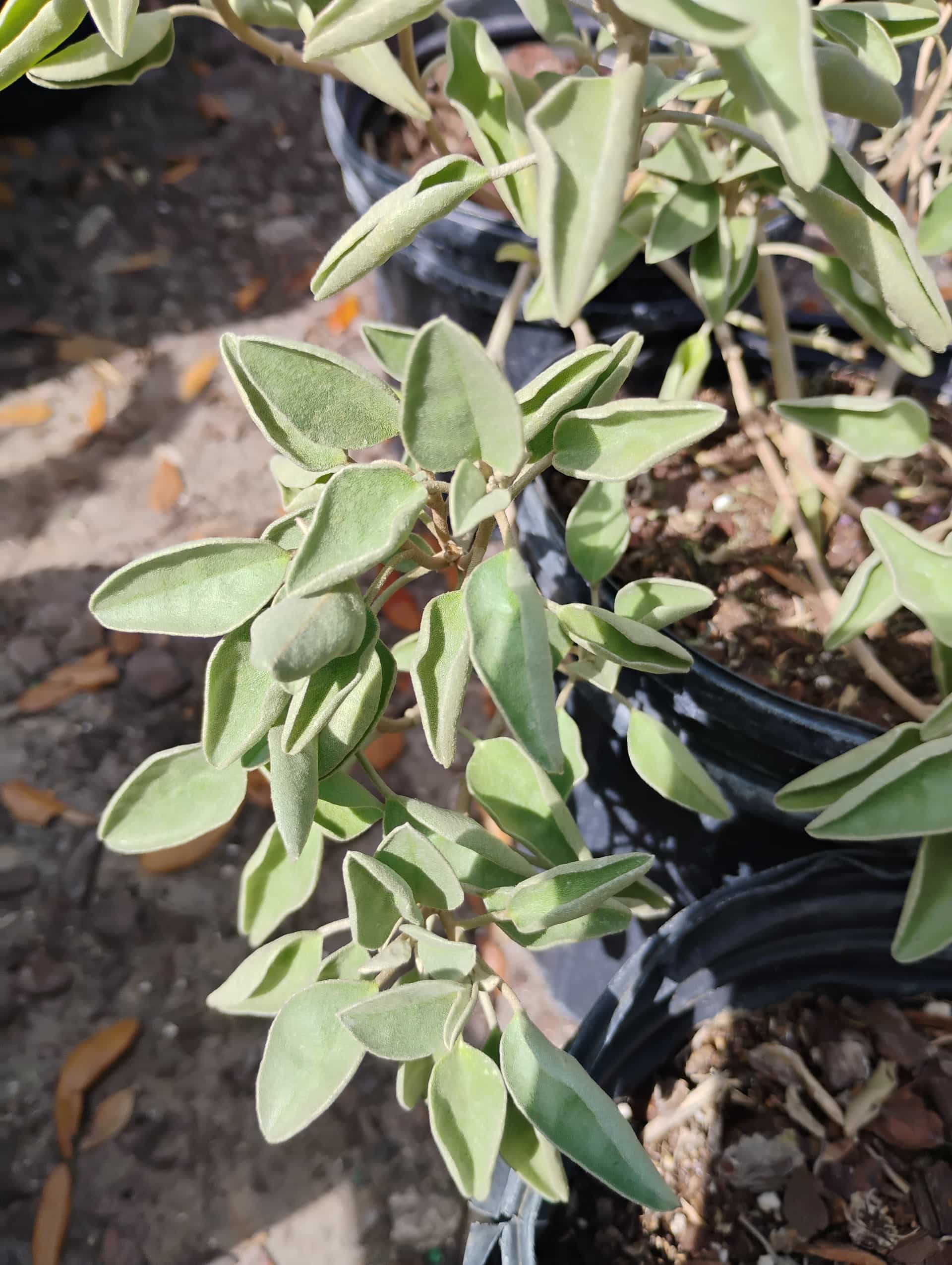 Grayleaf Teabush (Melochia tomentosa), Shrub