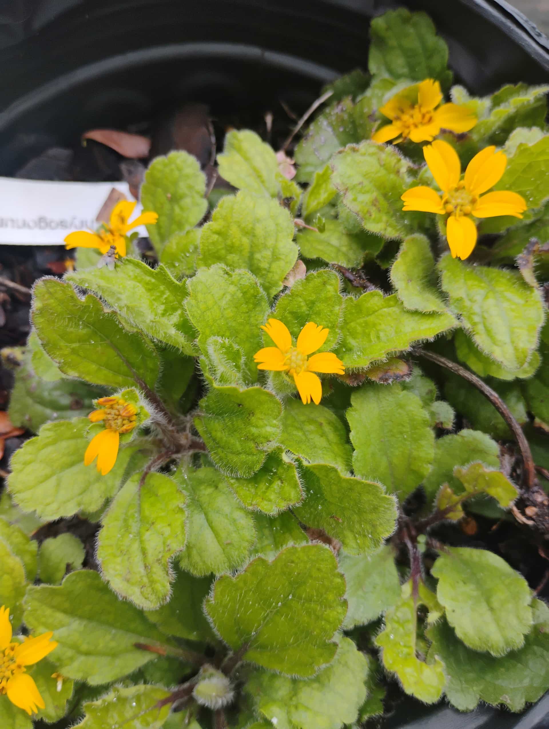 Green and Gold (Chrysogonum virginianum), Groundcover