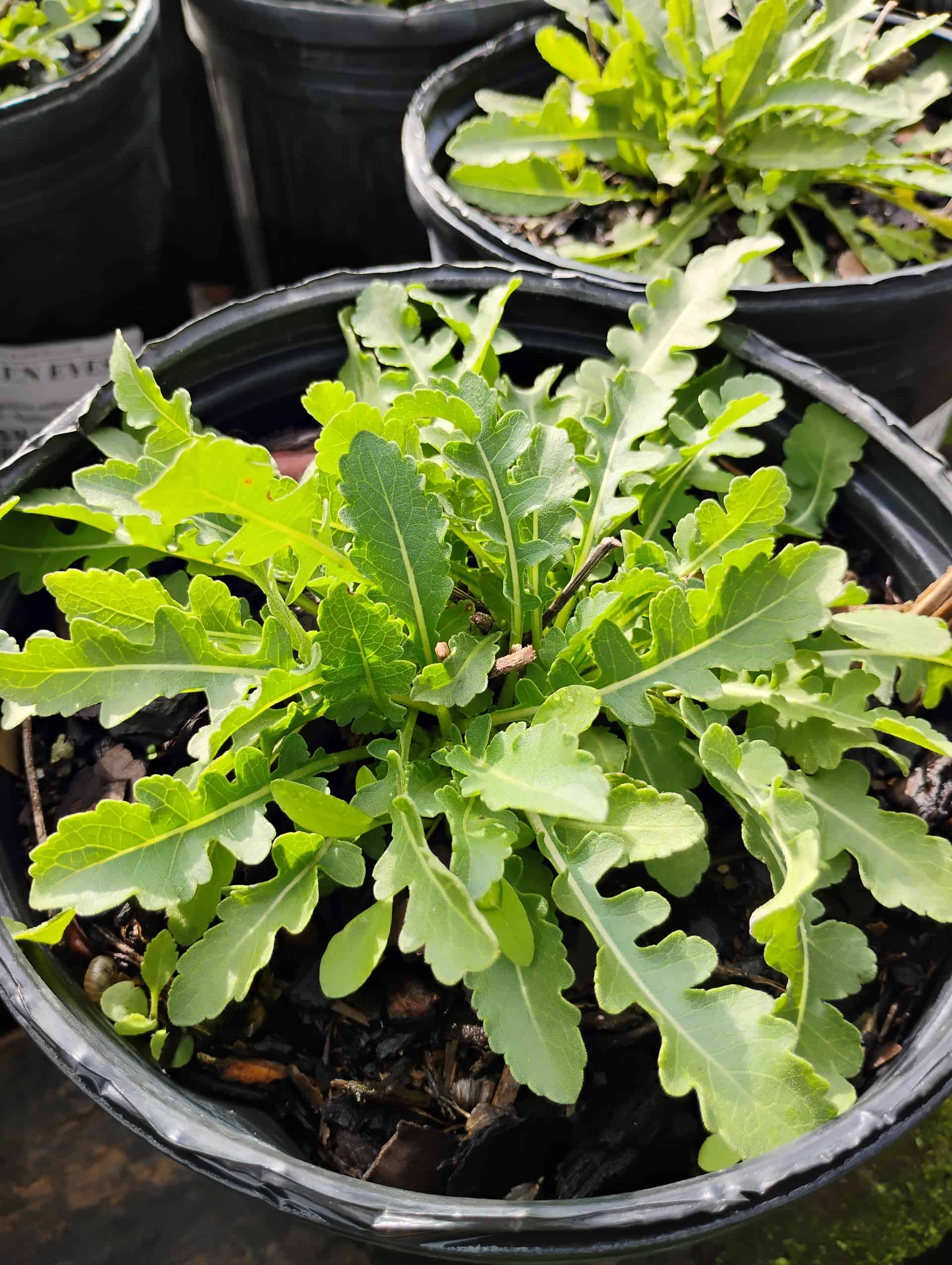 Green Eyes (Berlandiera subacaulis), Perennial