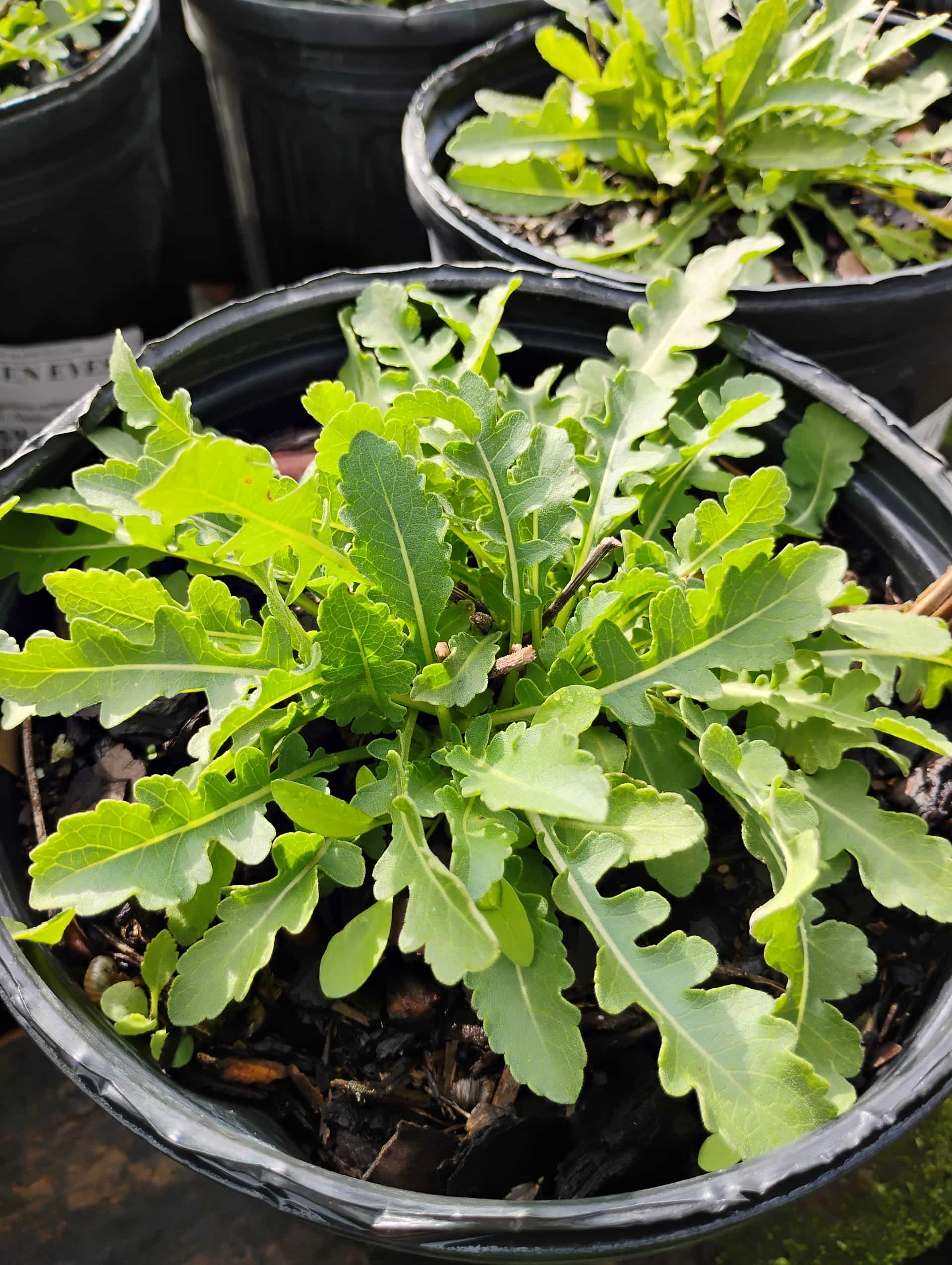 Green Eyes (Berlandiera subacaulis), Perennial