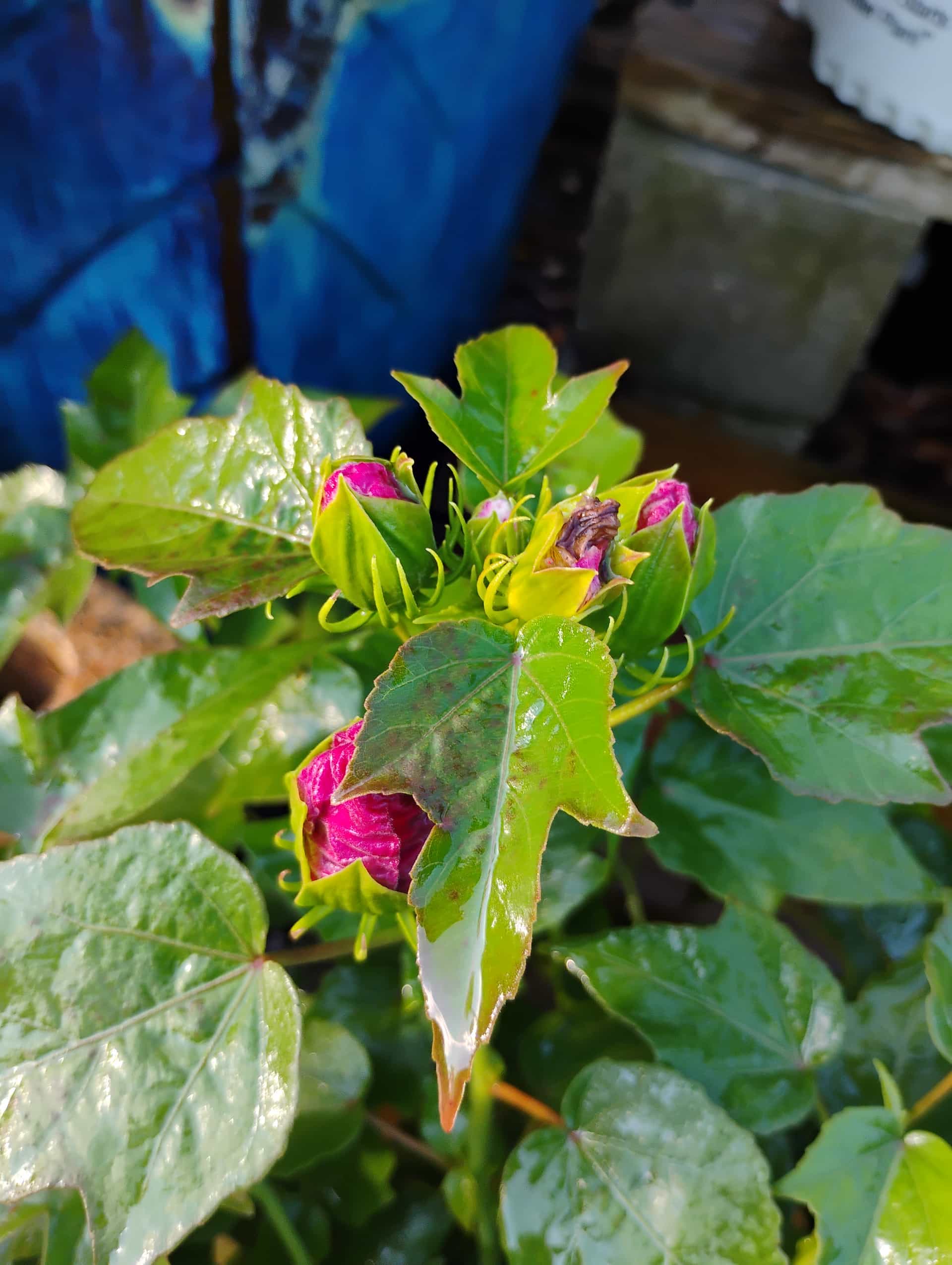 Hardy Hibiscus (Hibiscus moscheutos), Perennial