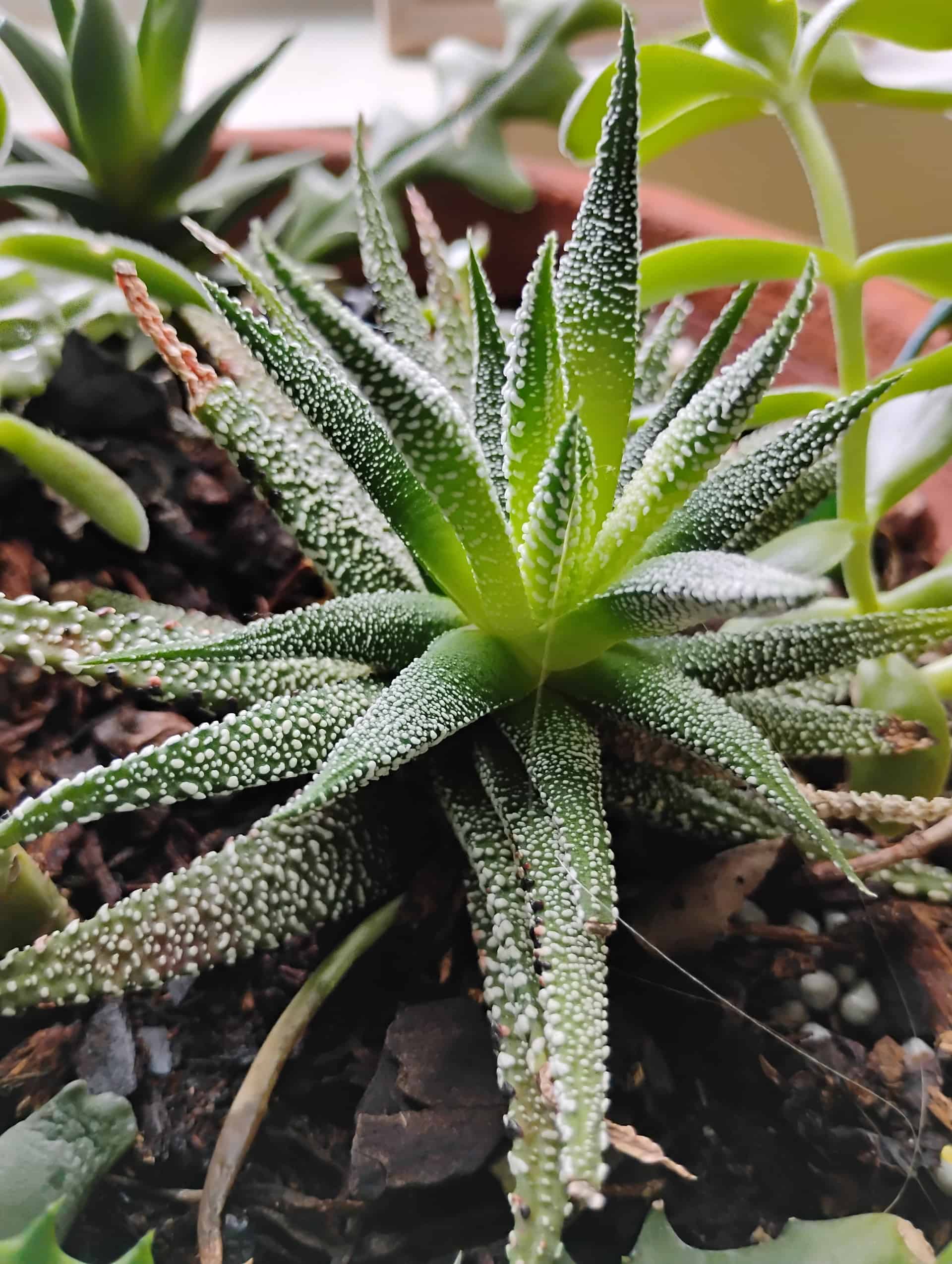 Haworthia, Succulent