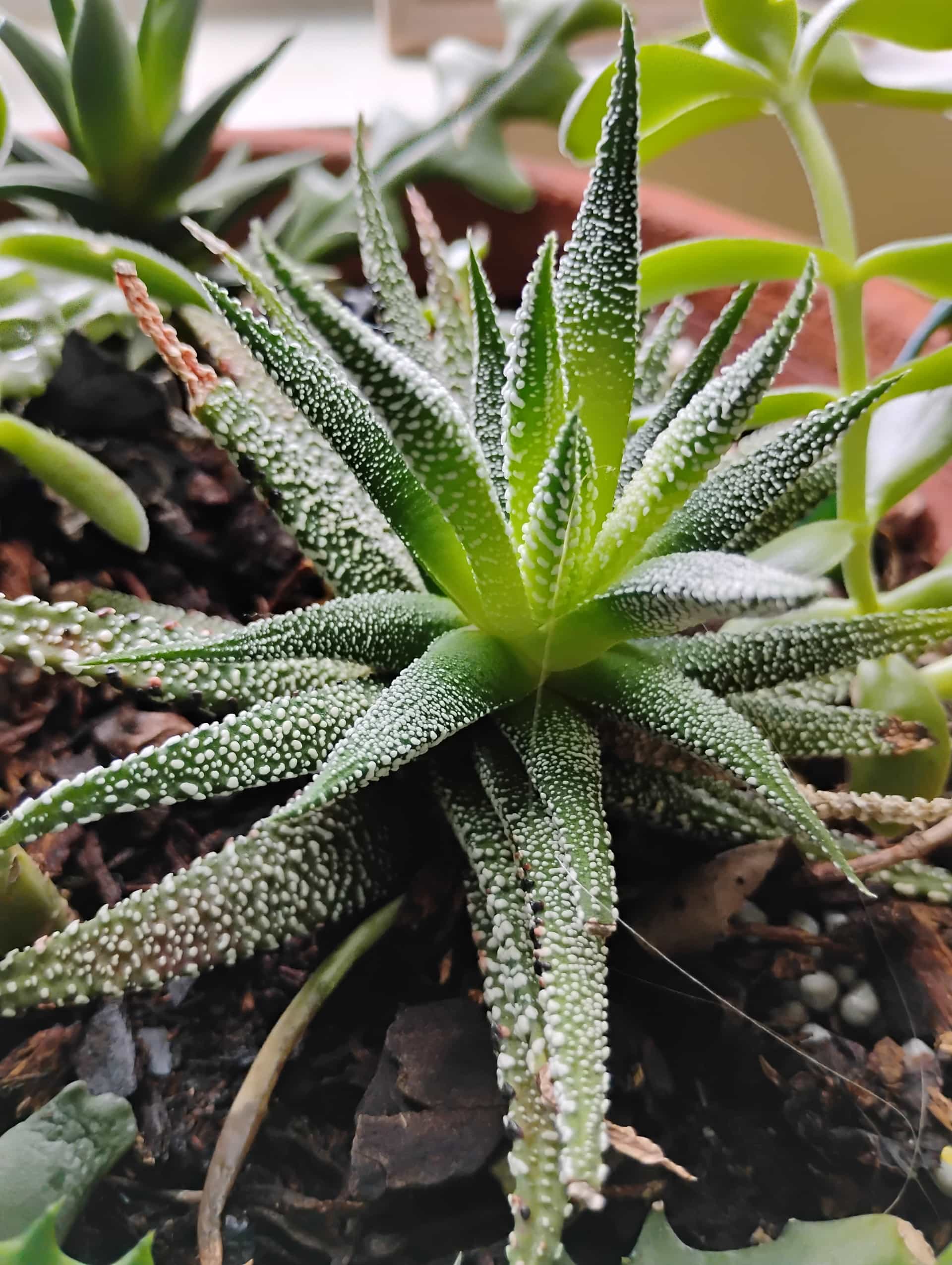 Haworthia, Succulent