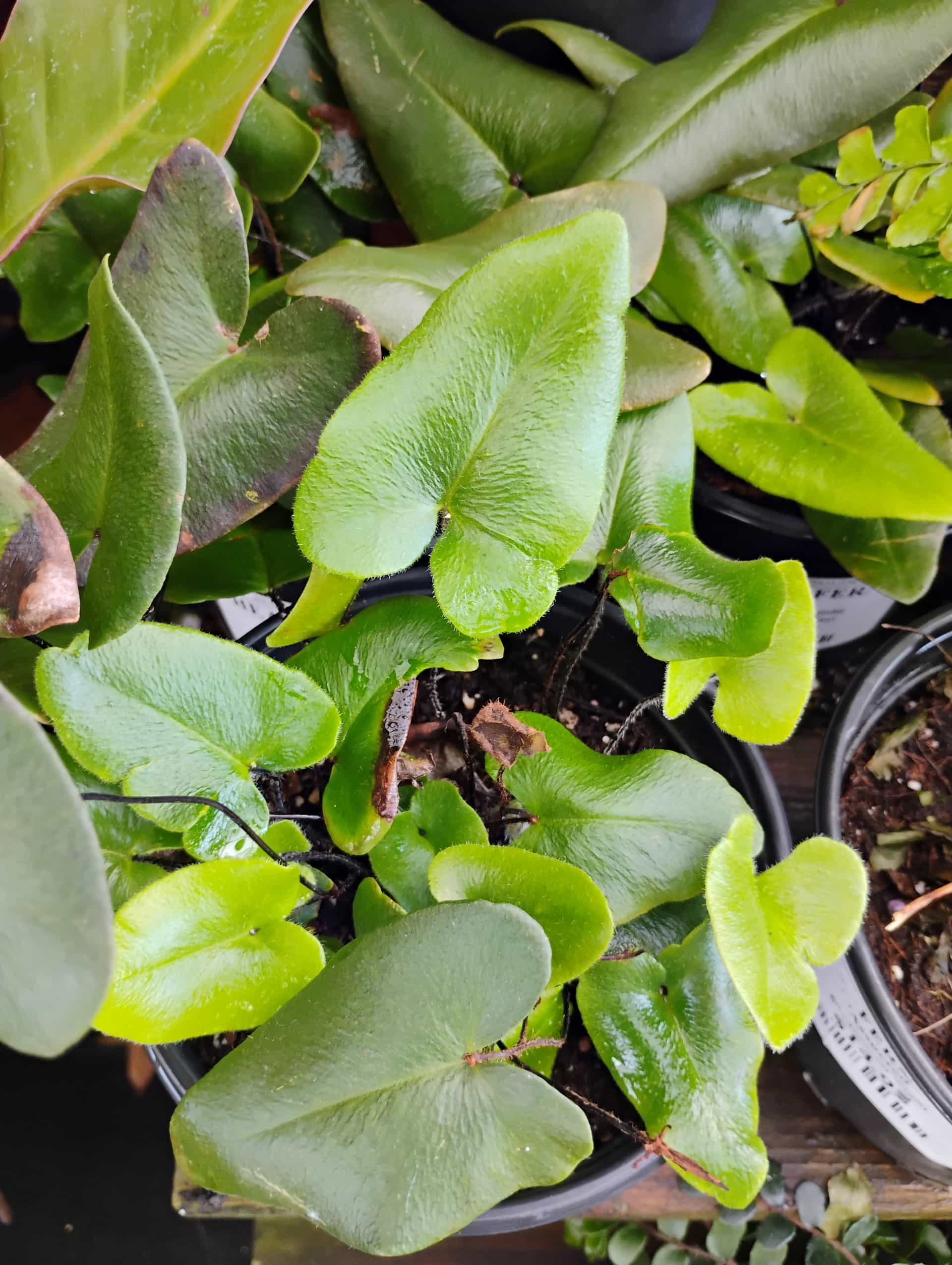 Heart Fern (Hemionitis arifolia), Fern