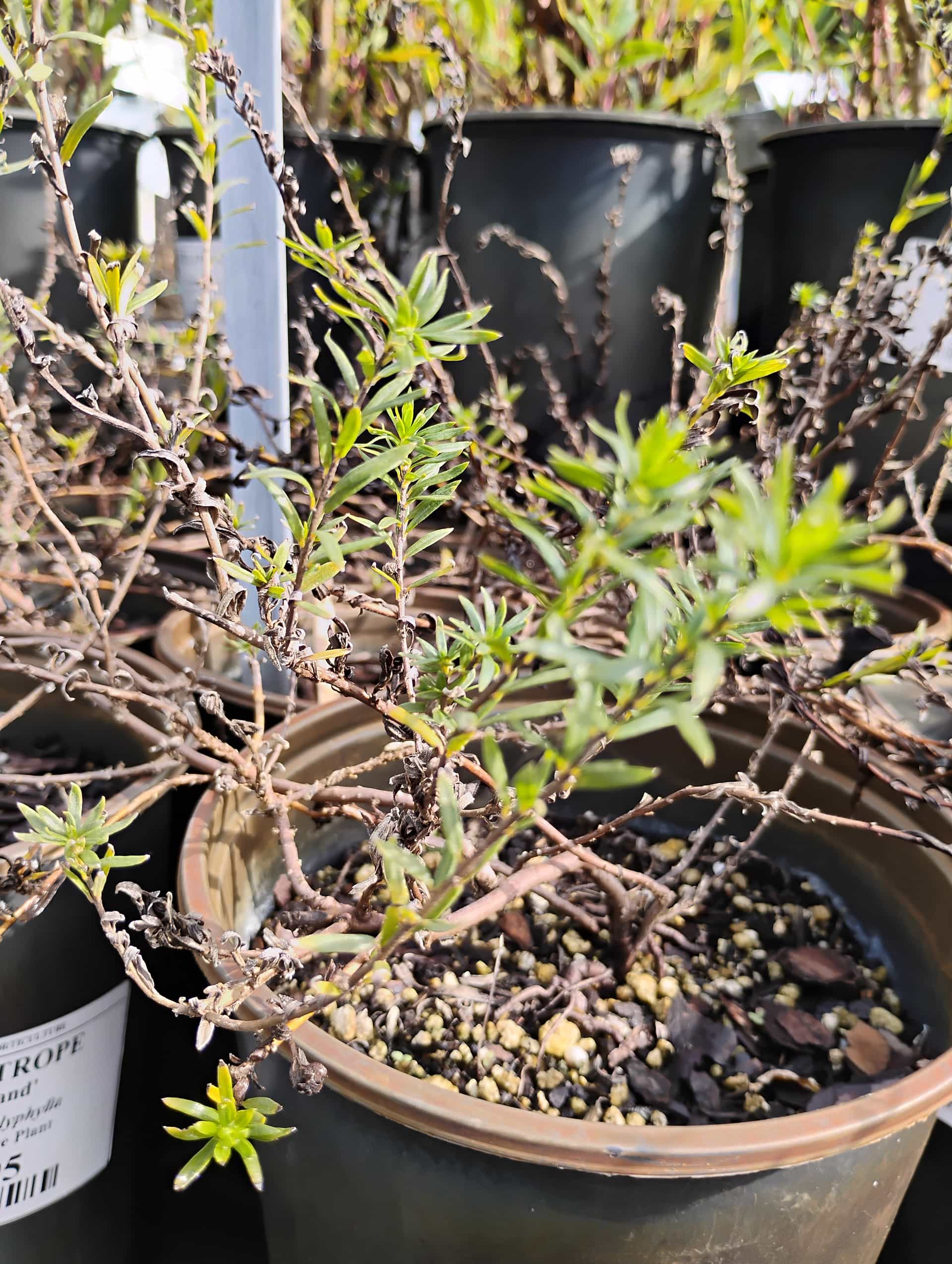 Heliotrope (Heliotropium arborescens), Annual
