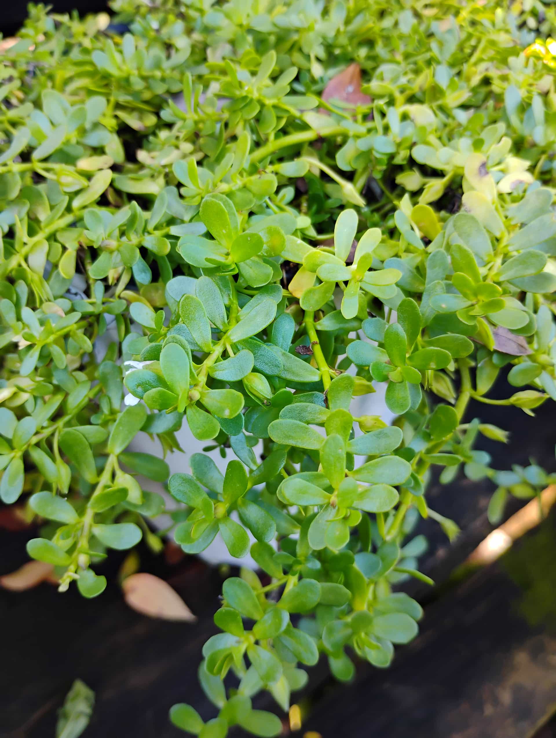 Water Hyssop (Bacopa monnieri), Groundcover