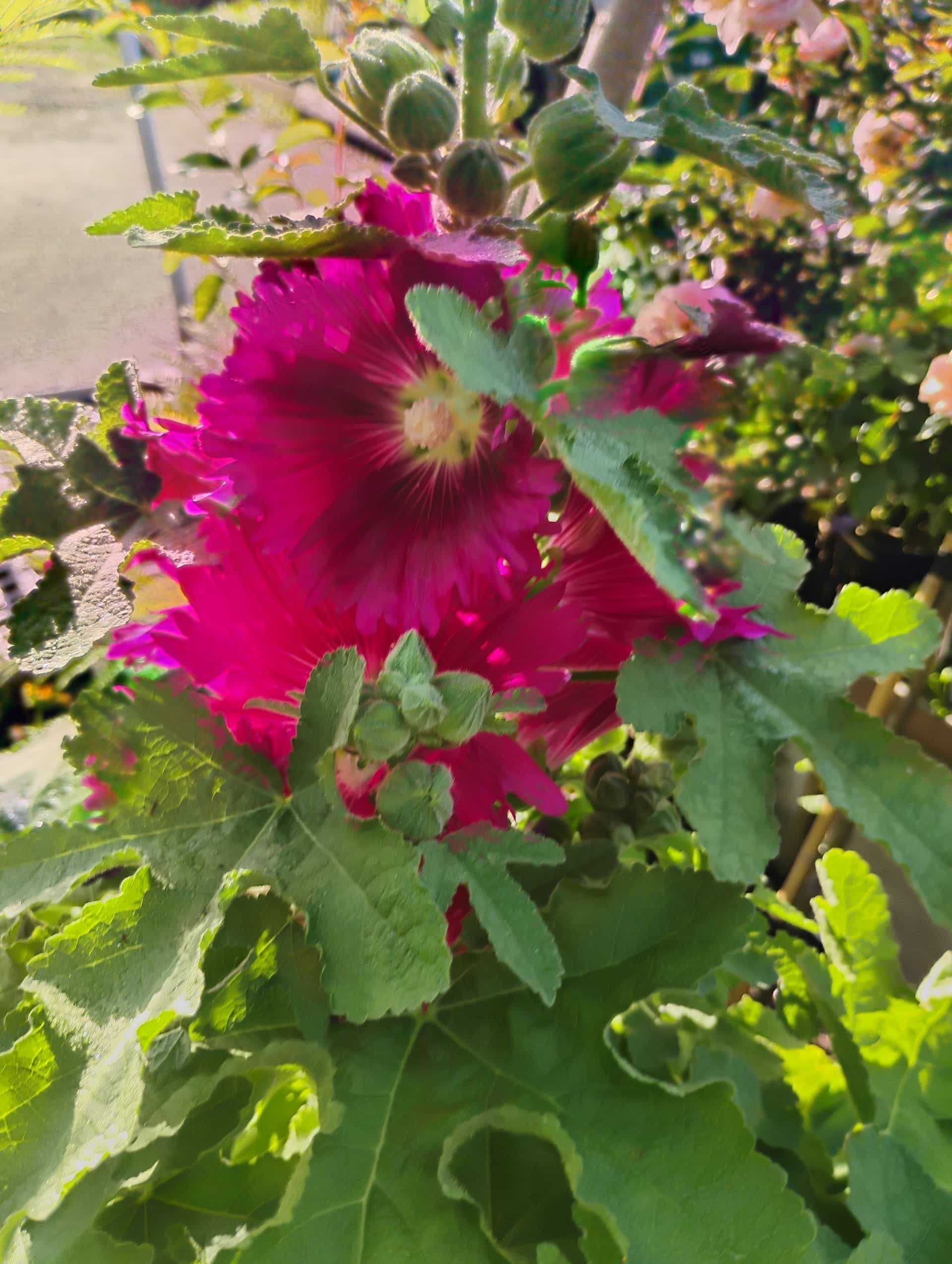 Hollyhock (Alcea), Perennial