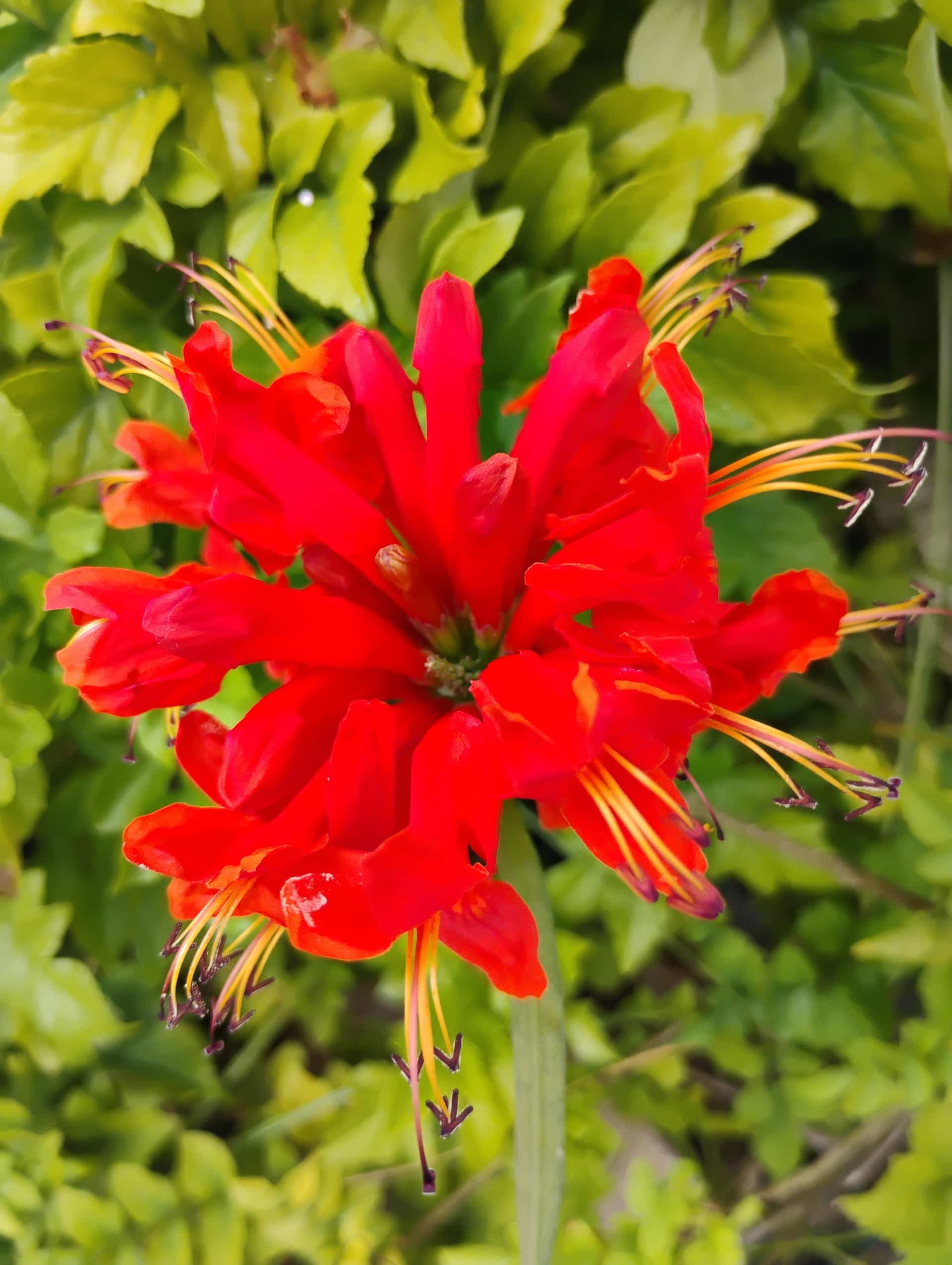 Coral Honeysuckle (Lonicera sempervirens), Vine