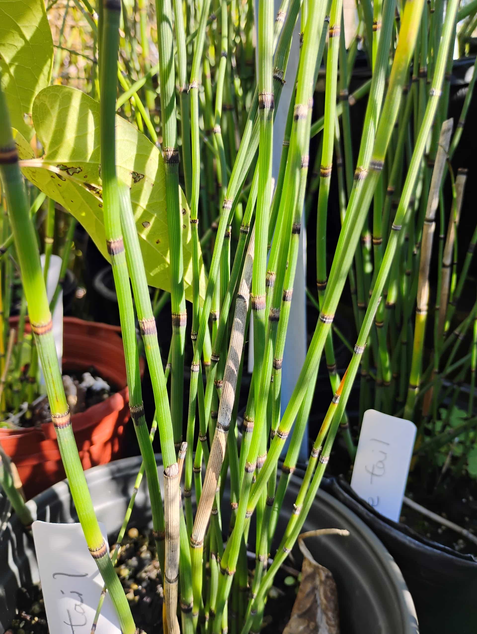 Horsetail (Equisetum hyemale), Perennial