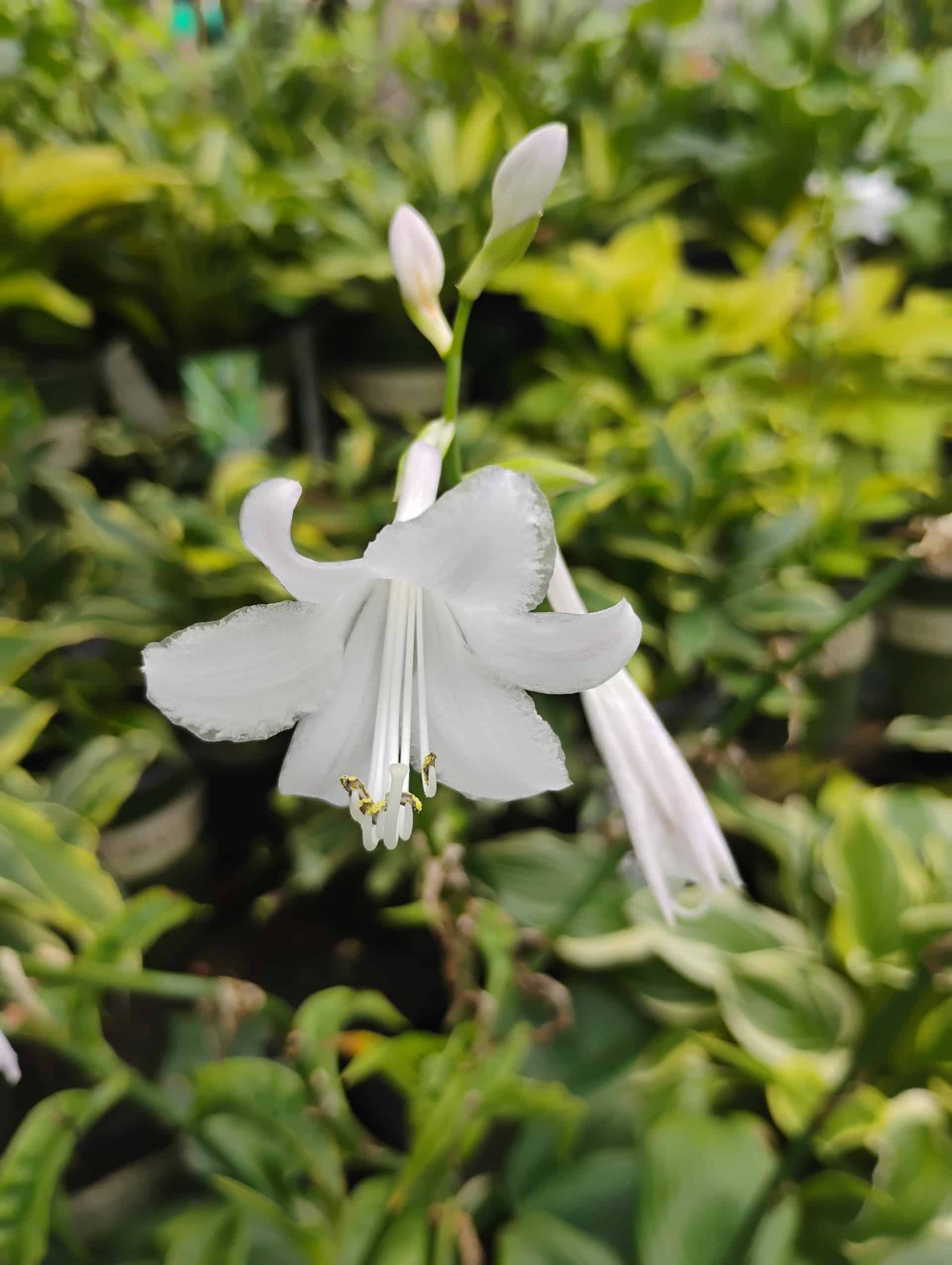 Hosta, Perennial