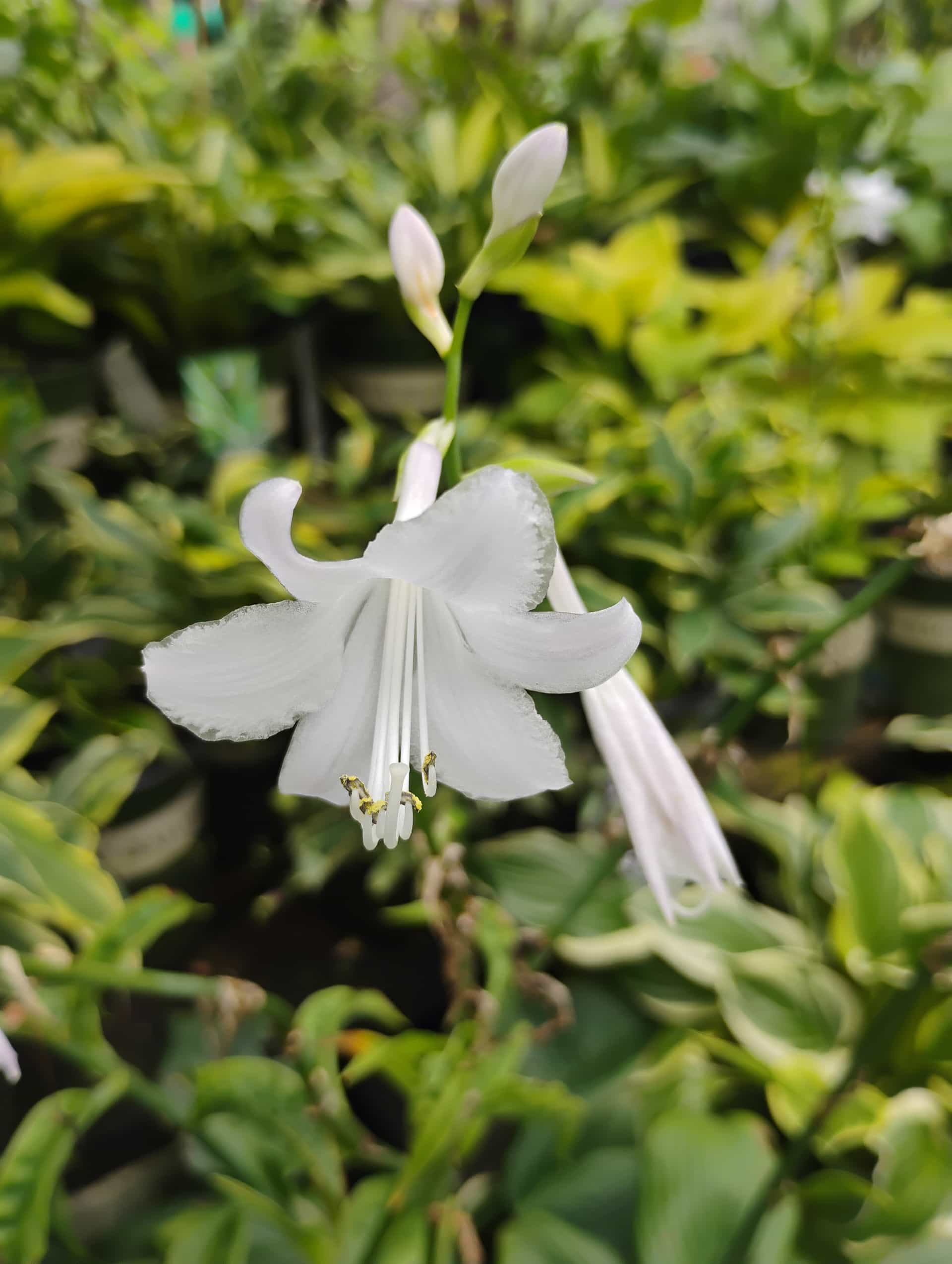 Hosta, Perennial
