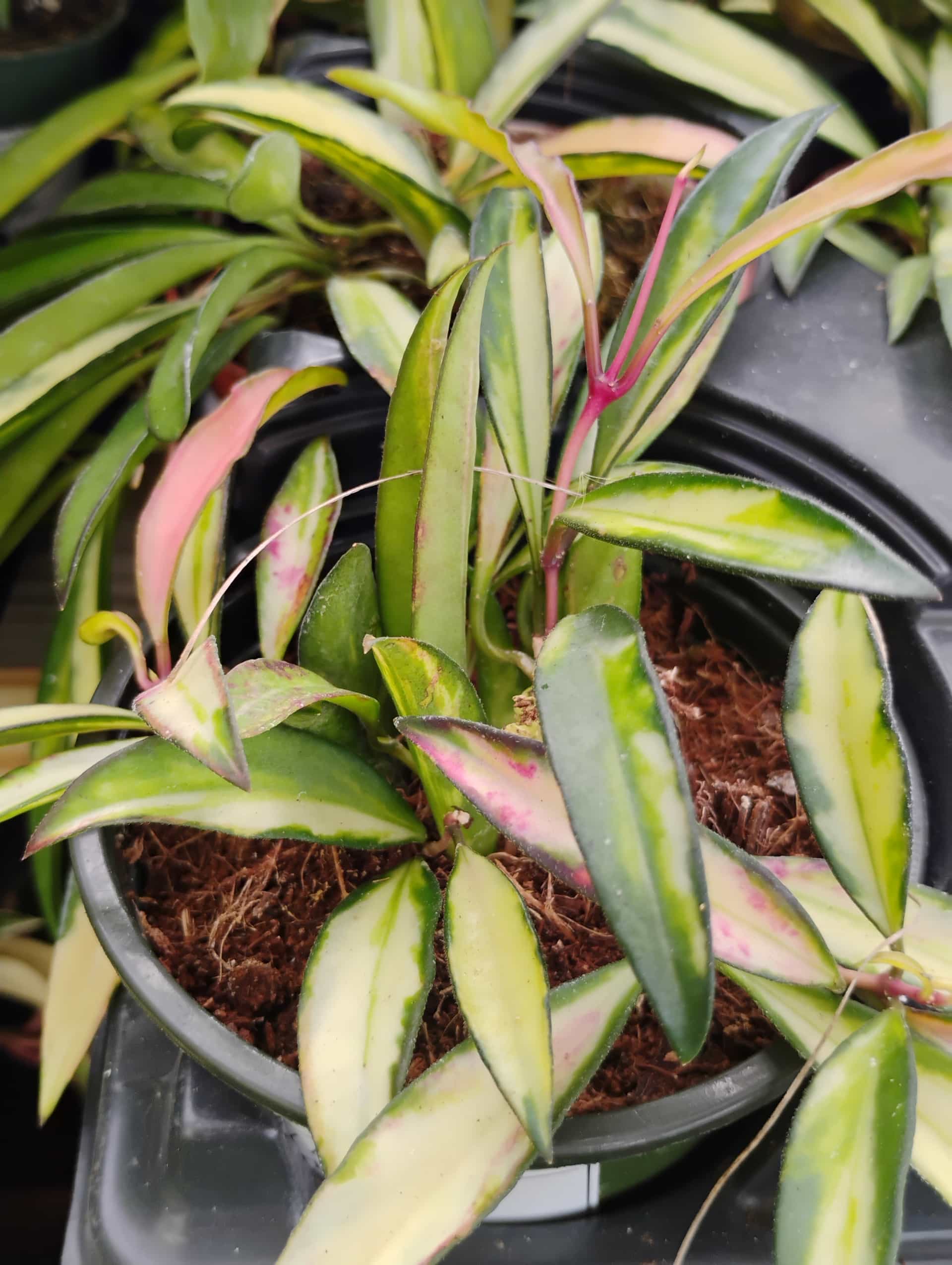 Hoya, Houseplant