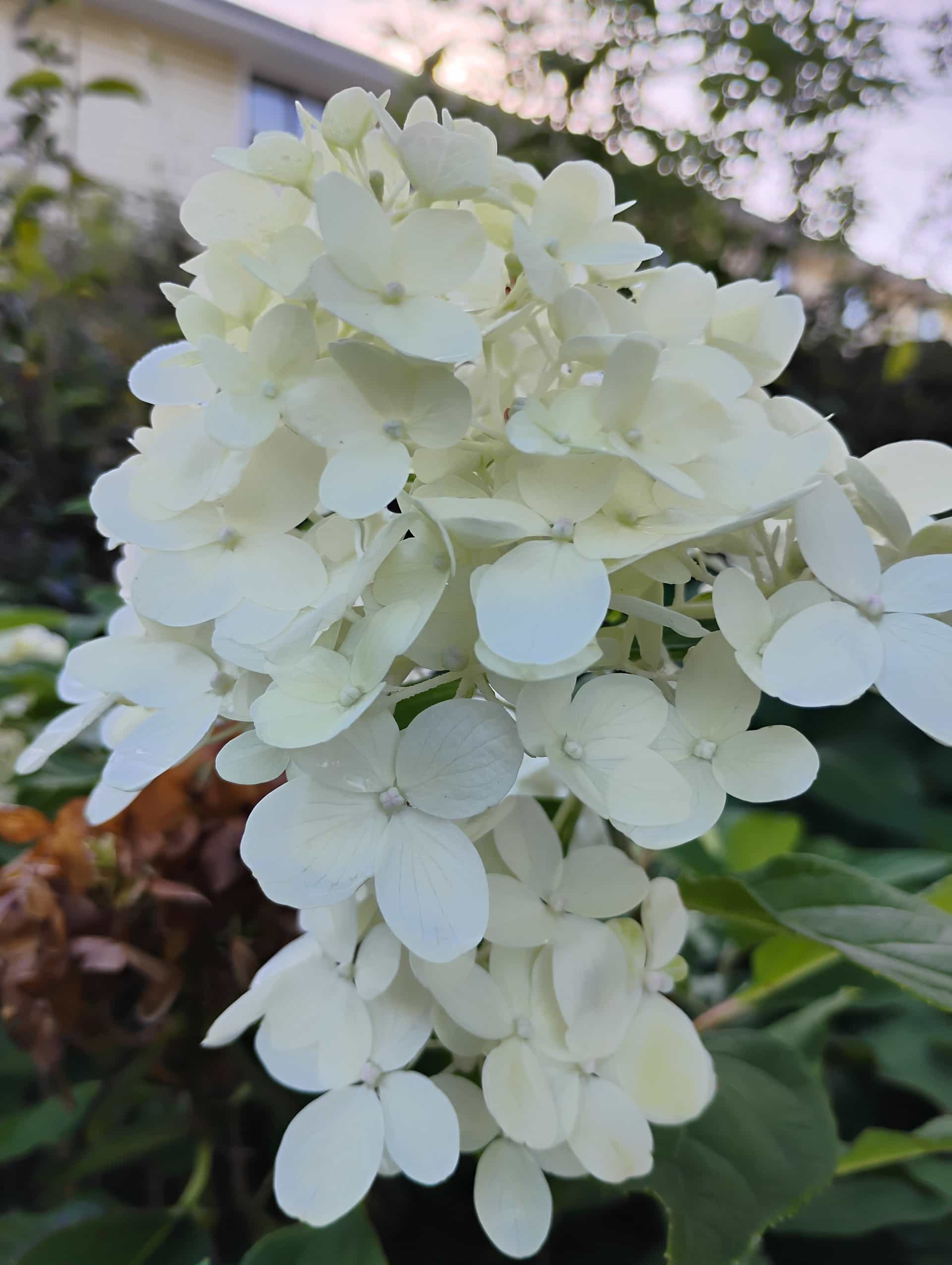 Hydrangea (Hydrangea macrophylla), Shrub