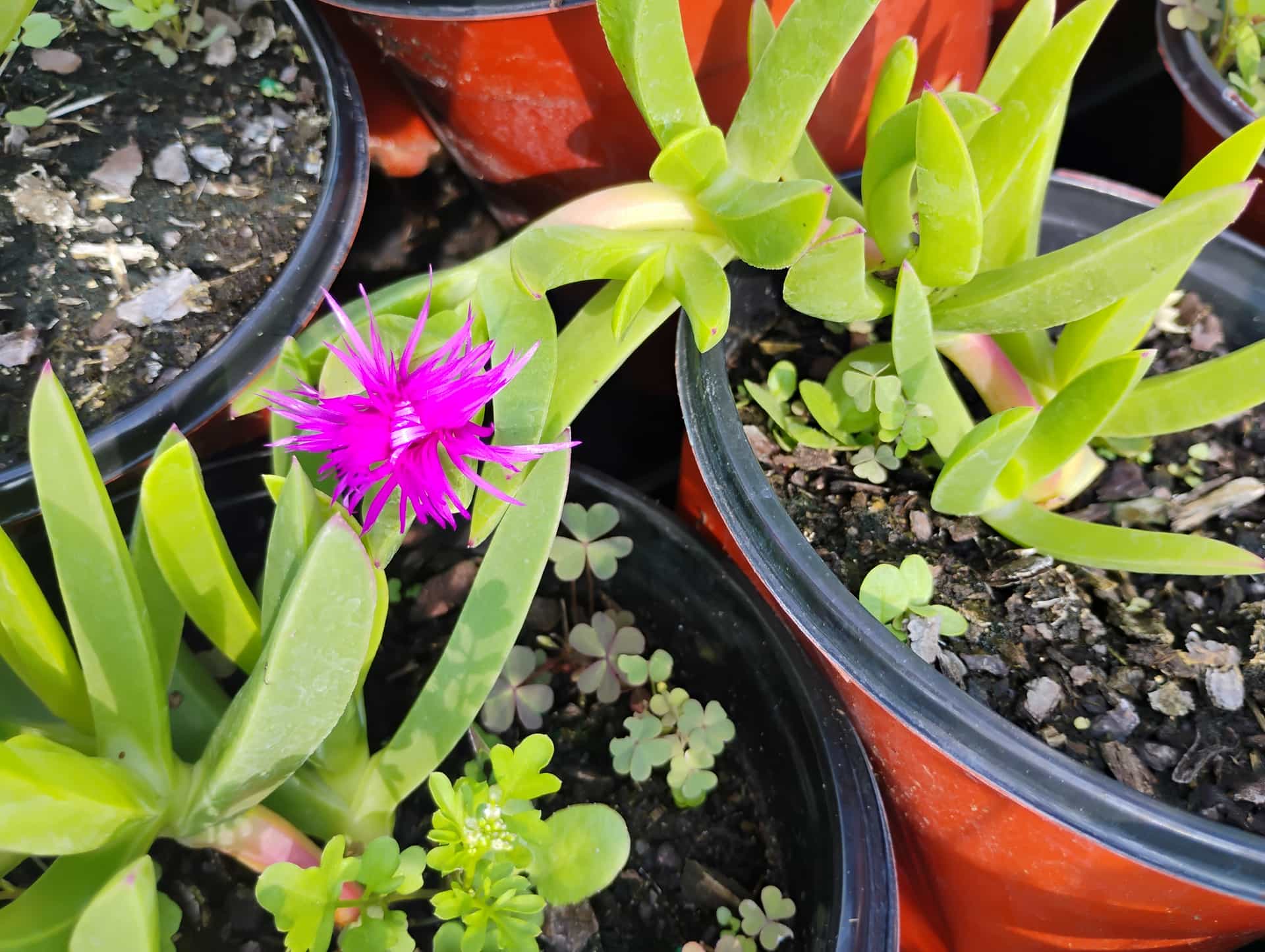 Ice Plant (Delosperma cooperi), Succulent