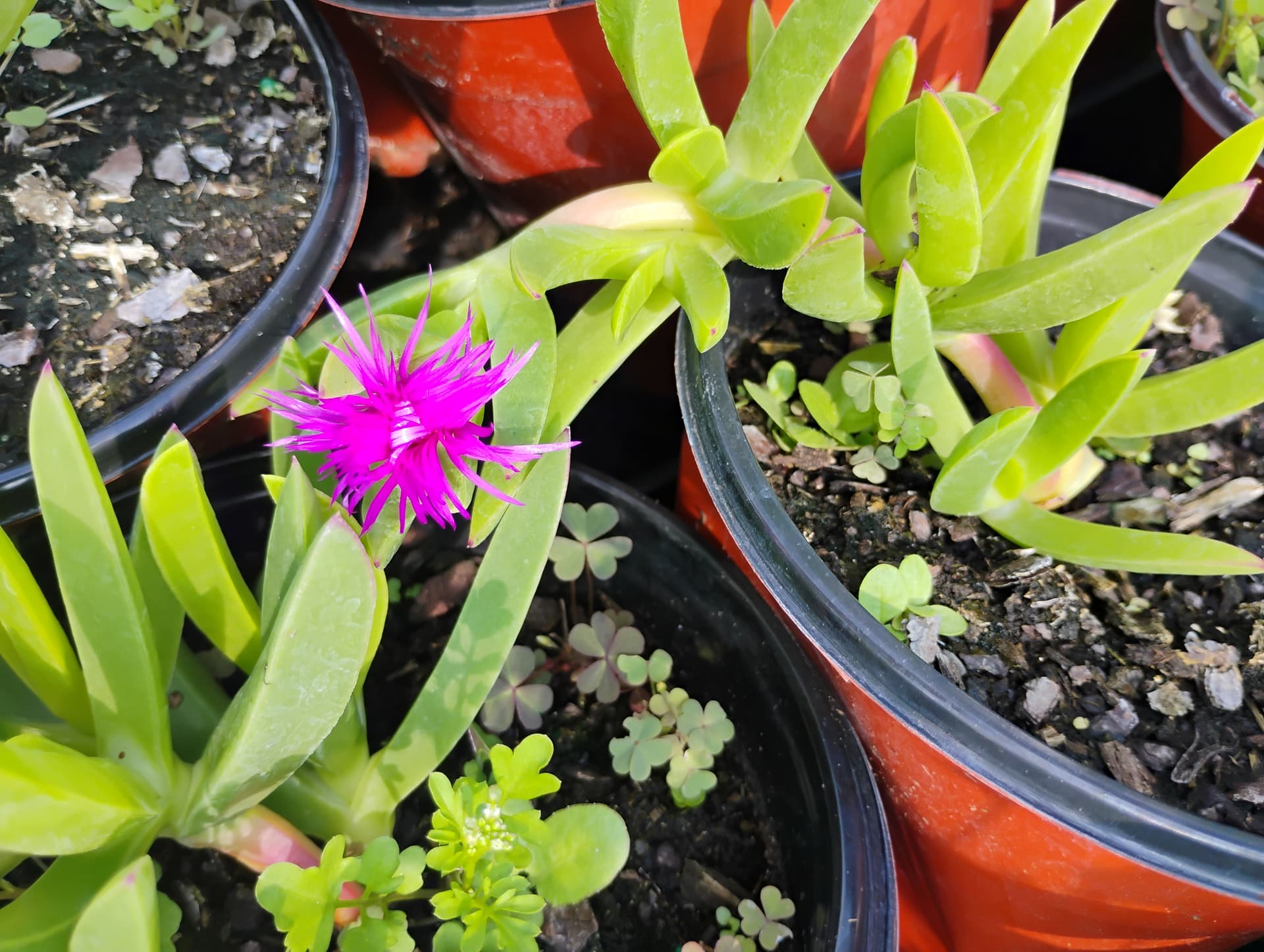 Ice Plant