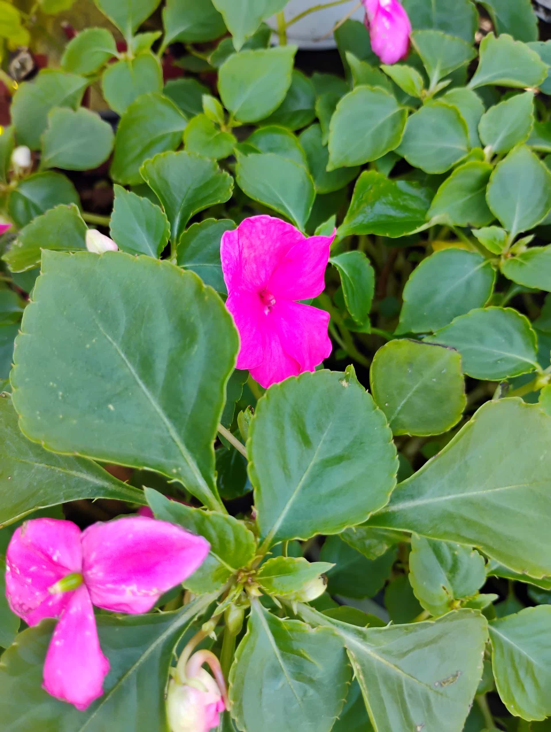 Impatiens (Impatiens walleriana), Annual