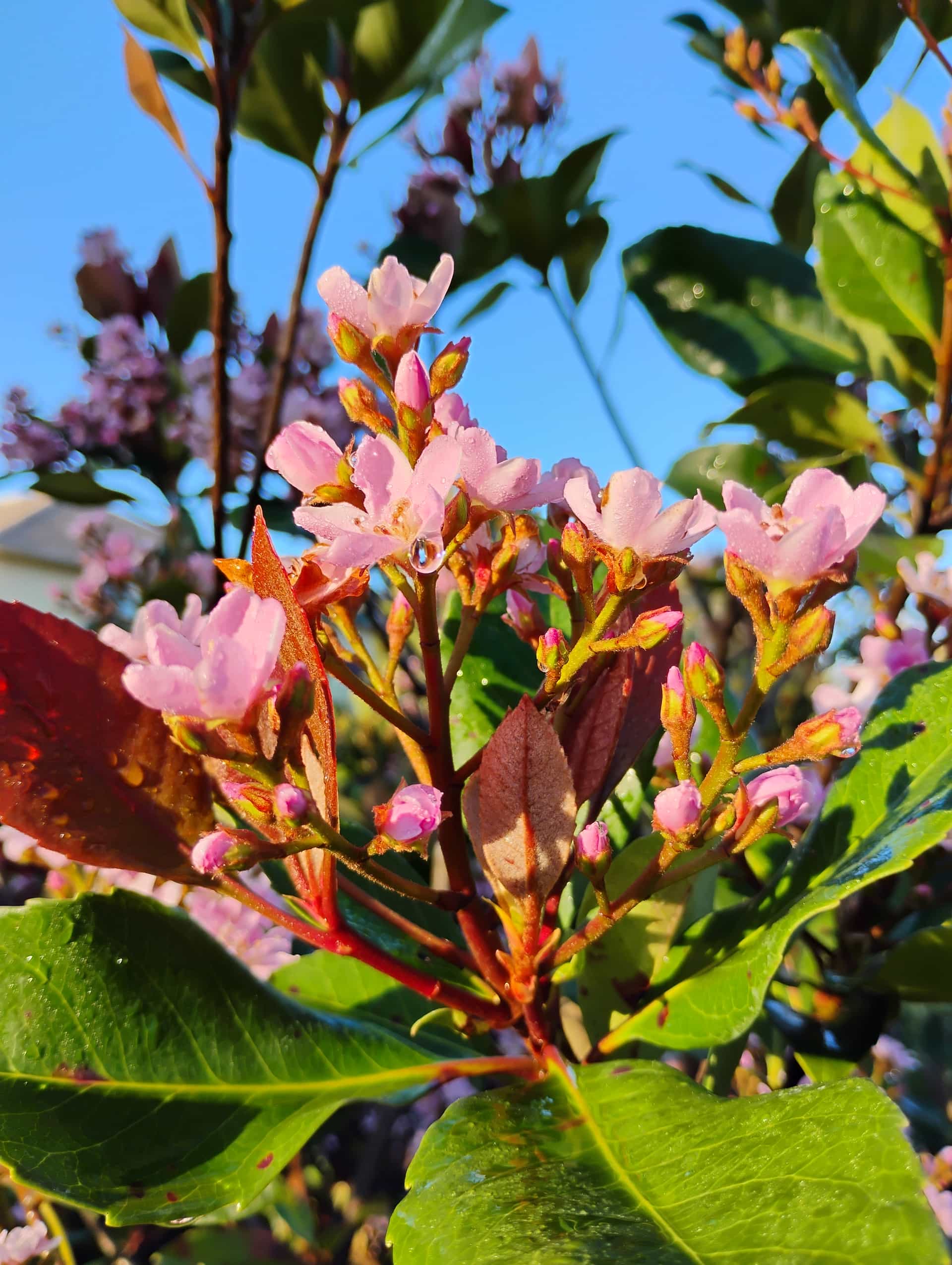 Indian Hawthorn (Rhaphiolepis indica), Shrub