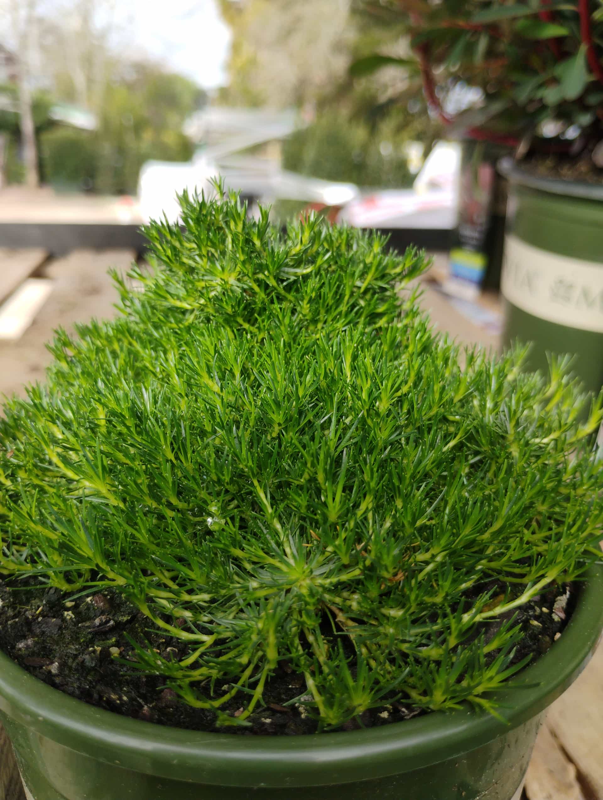 Irish Moss (Sagina subulata), Groundcover