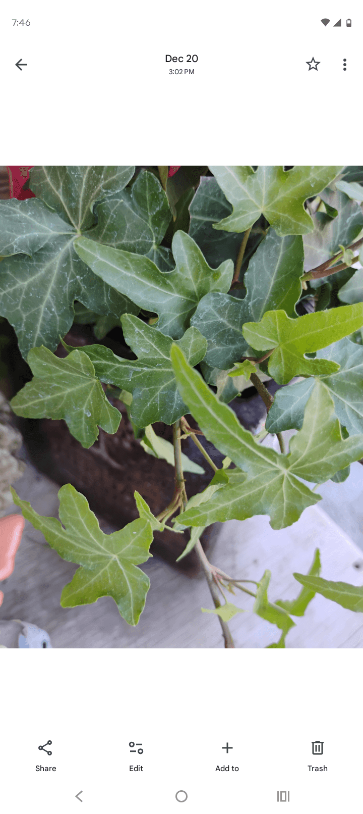English Ivy (Hedera helix), Vine