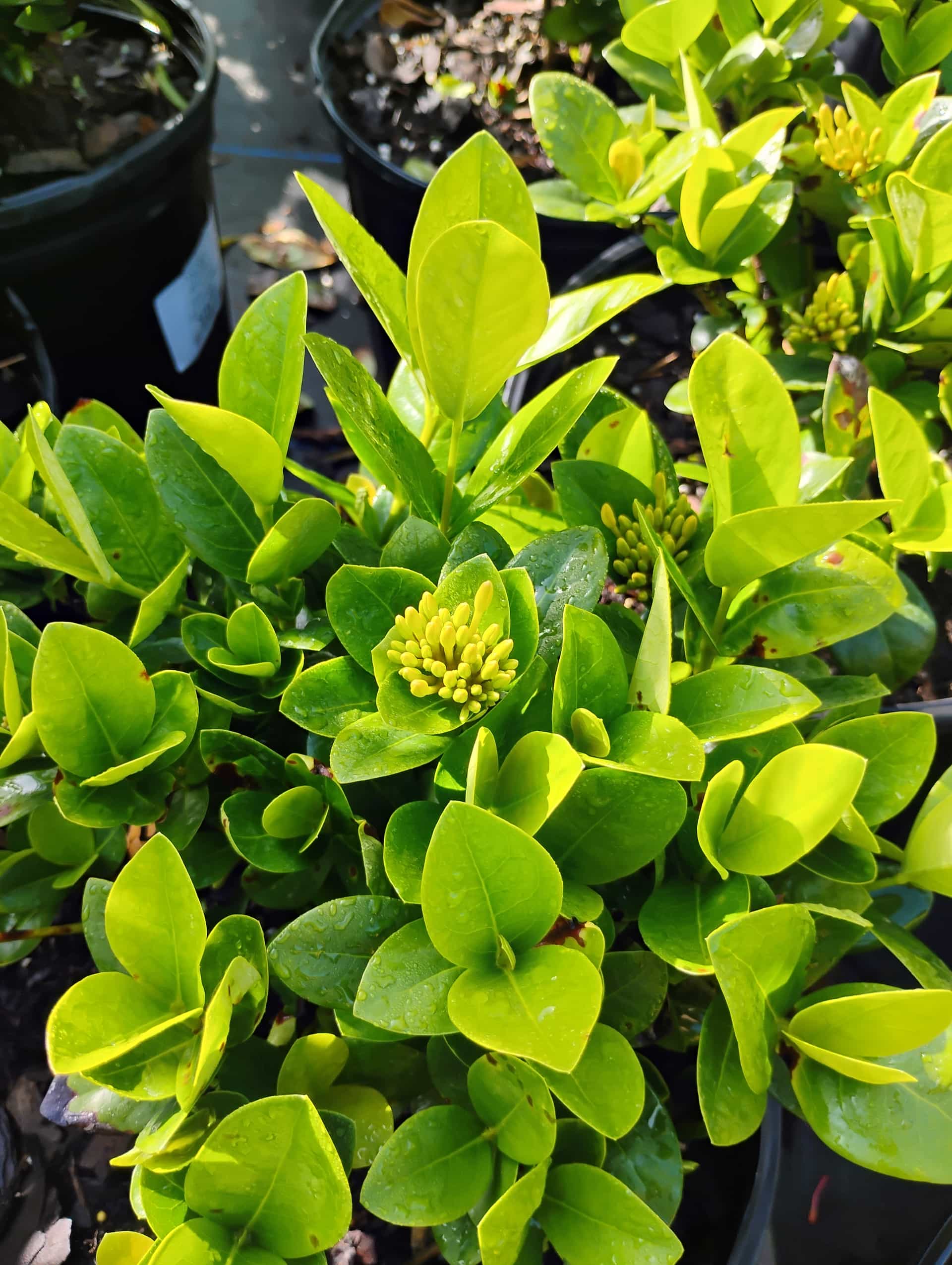 Ixora (Ixora coccinea), Shrub