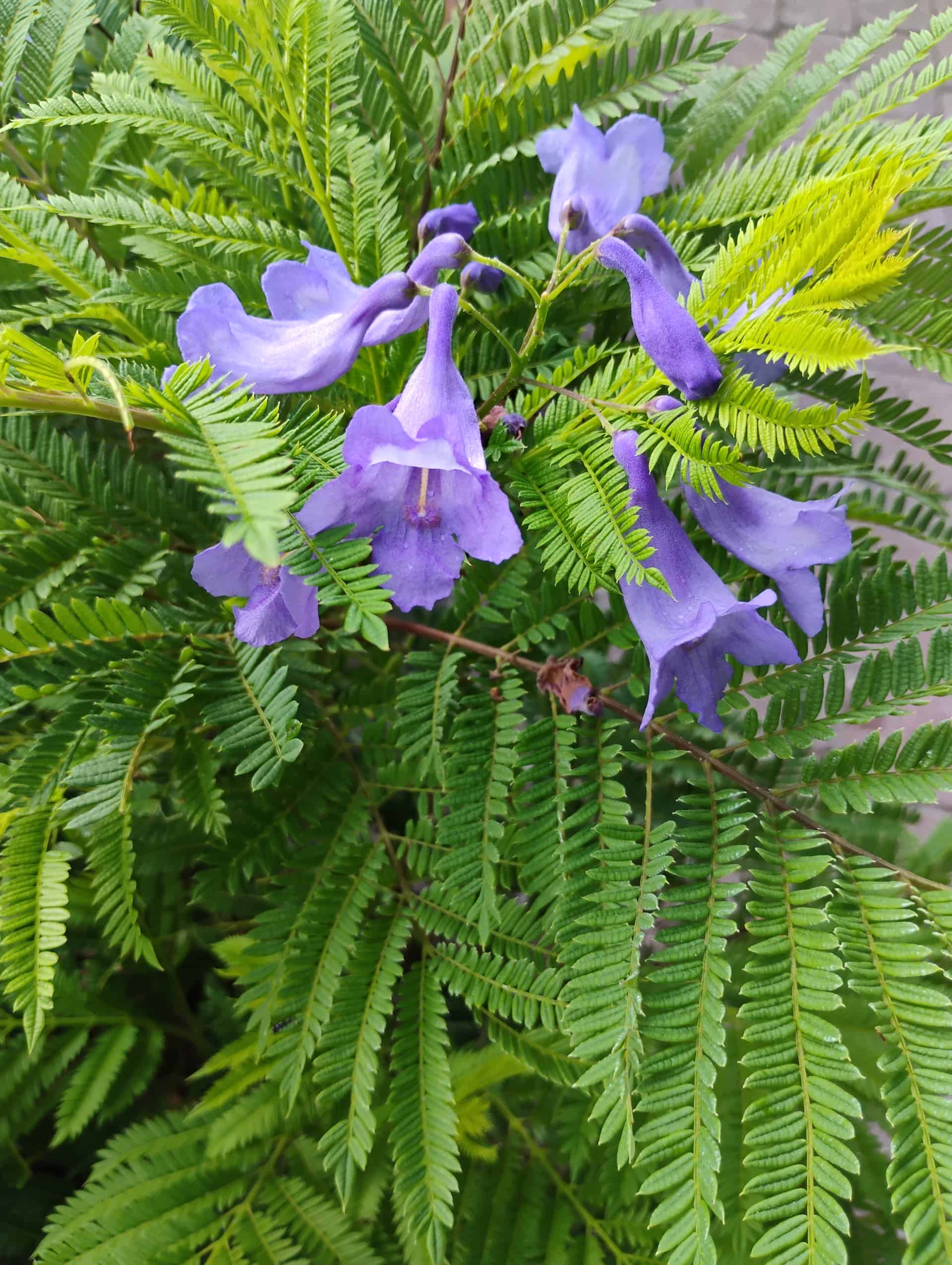 Jacaranda