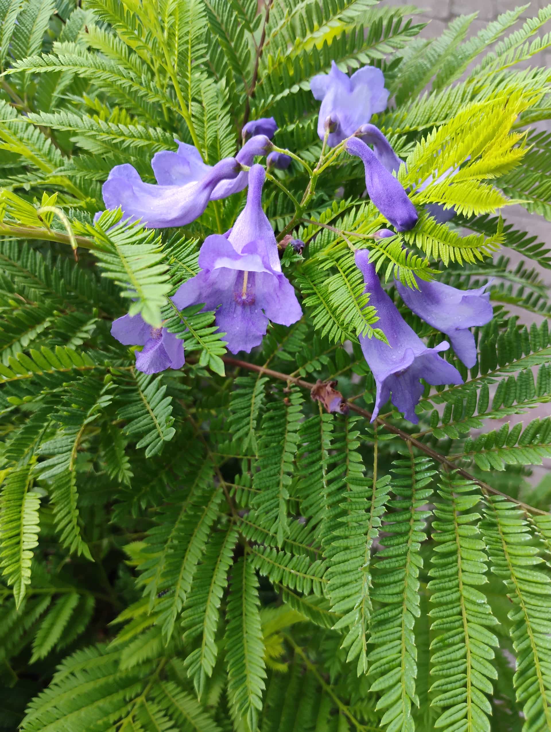 Jacaranda (Jacaranda mimosifolia), Tree