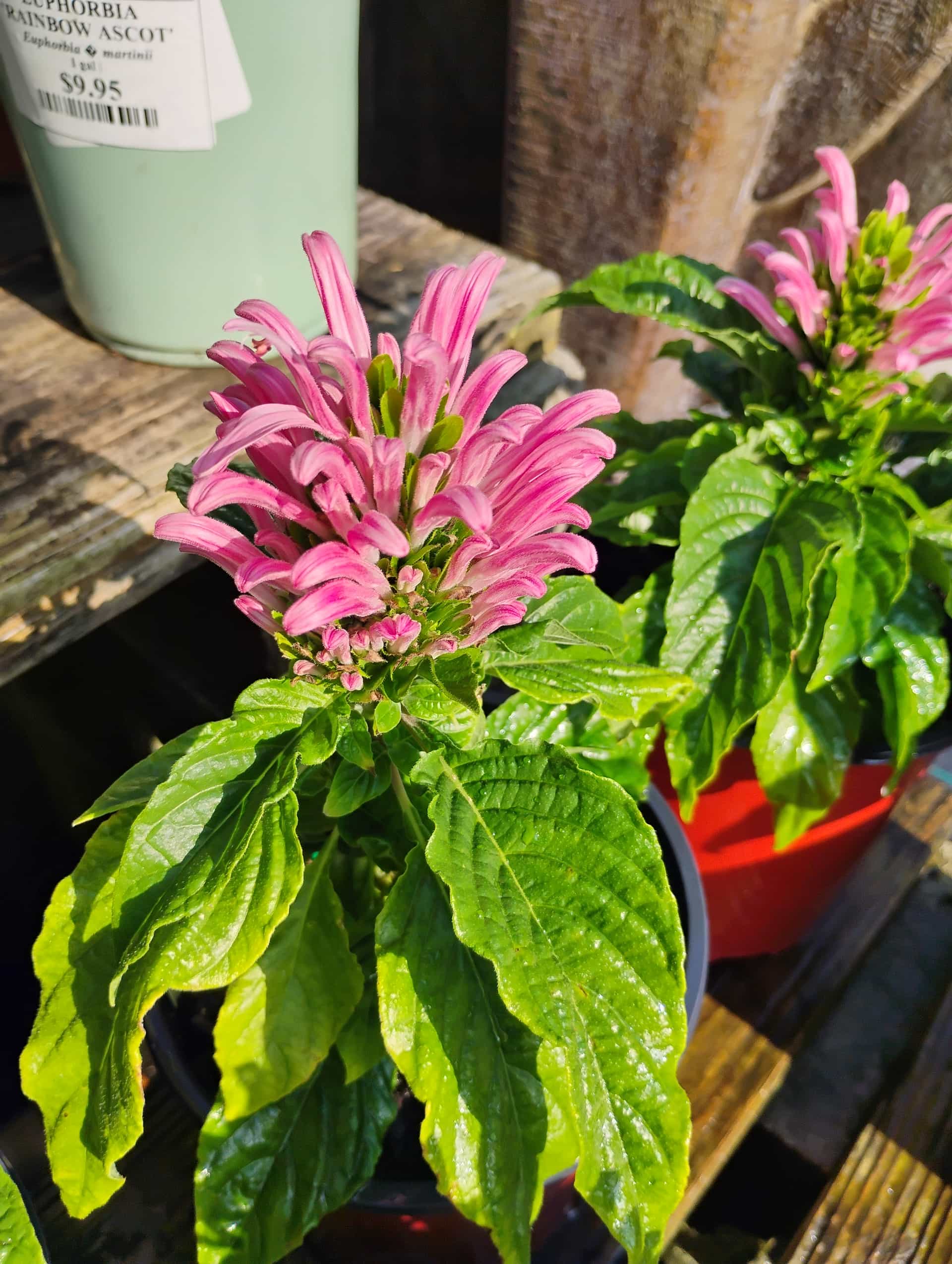 Brazilian Plume Flower (Justicia carnea), Perennial