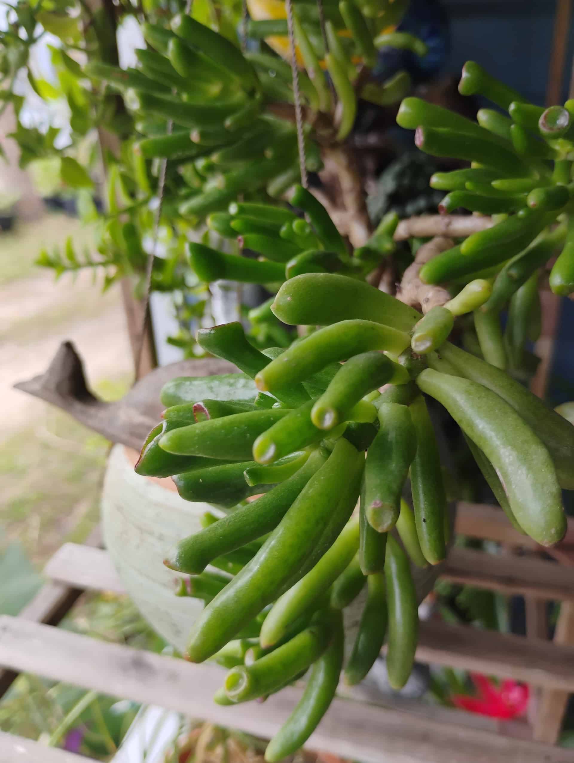 Jade Plant (Crassula ovata), Succulent