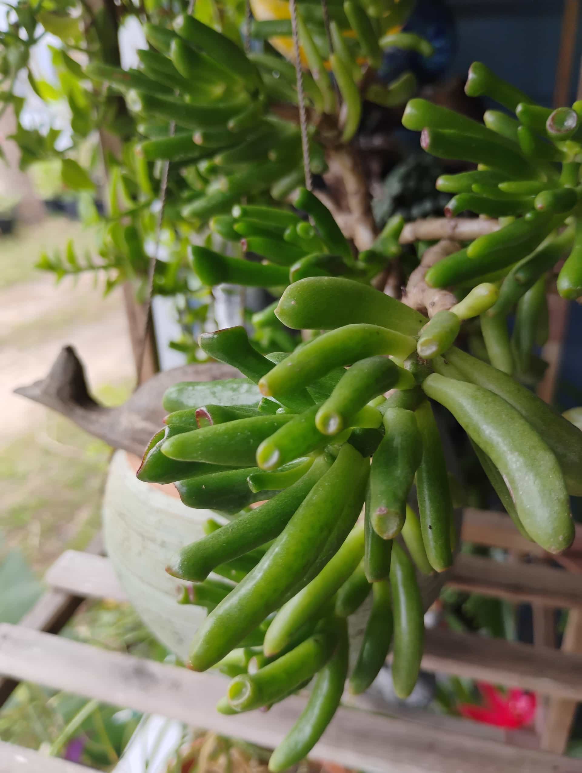 Jade Plant (Crassula ovata), Succulent