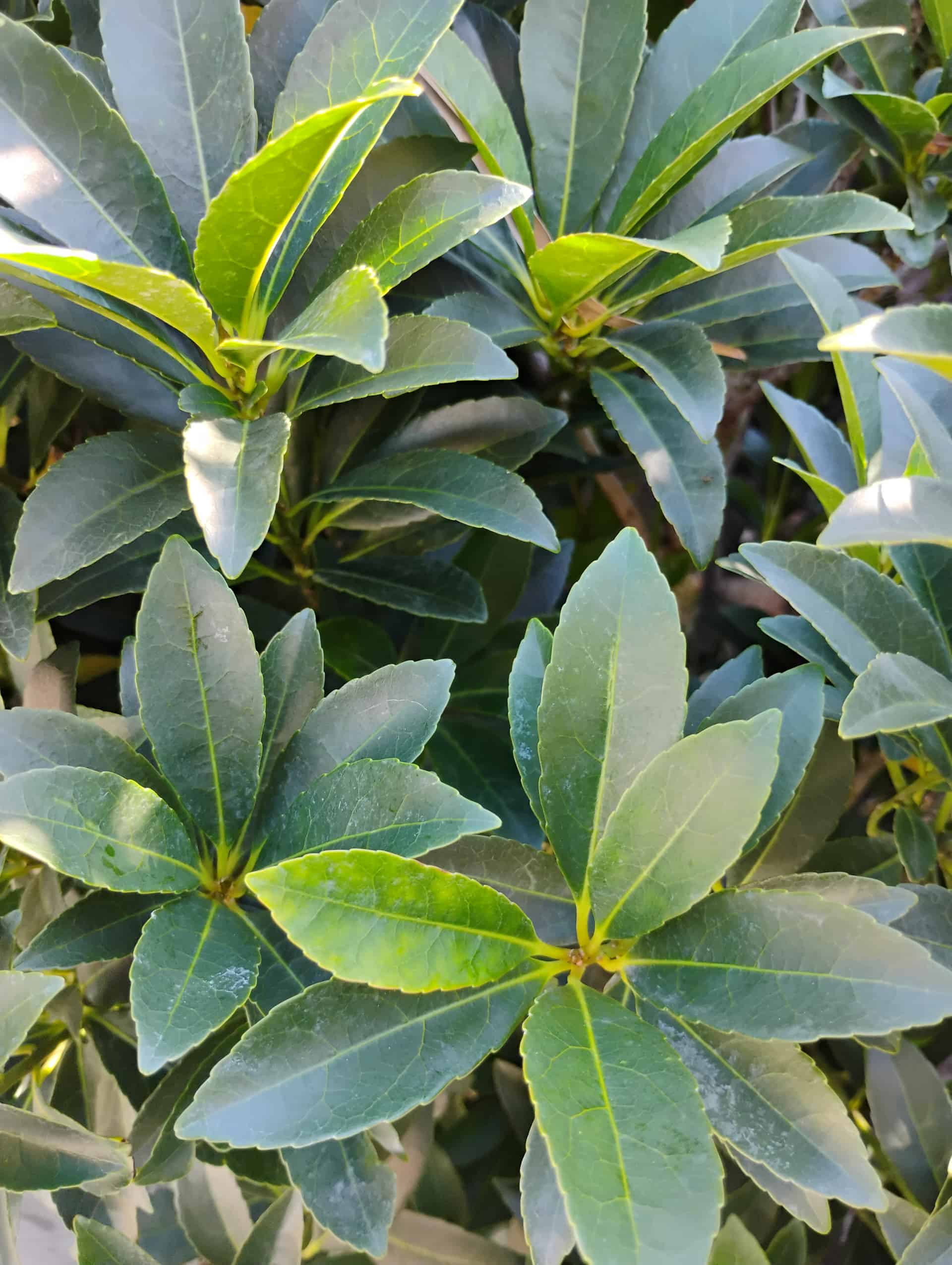 Japanese Blueberry Tree (Elaeocarpus decipiens), Tree