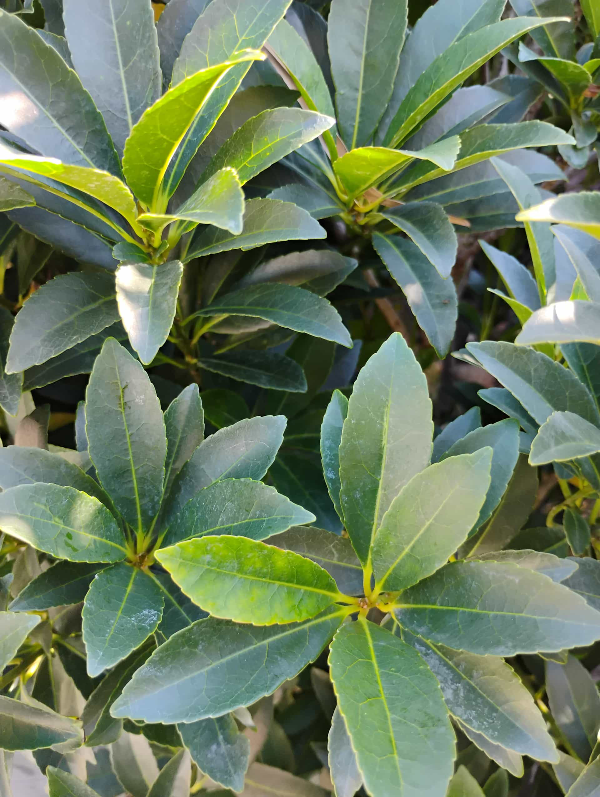 Japanese Blueberry Tree (Elaeocarpus decipiens), Tree