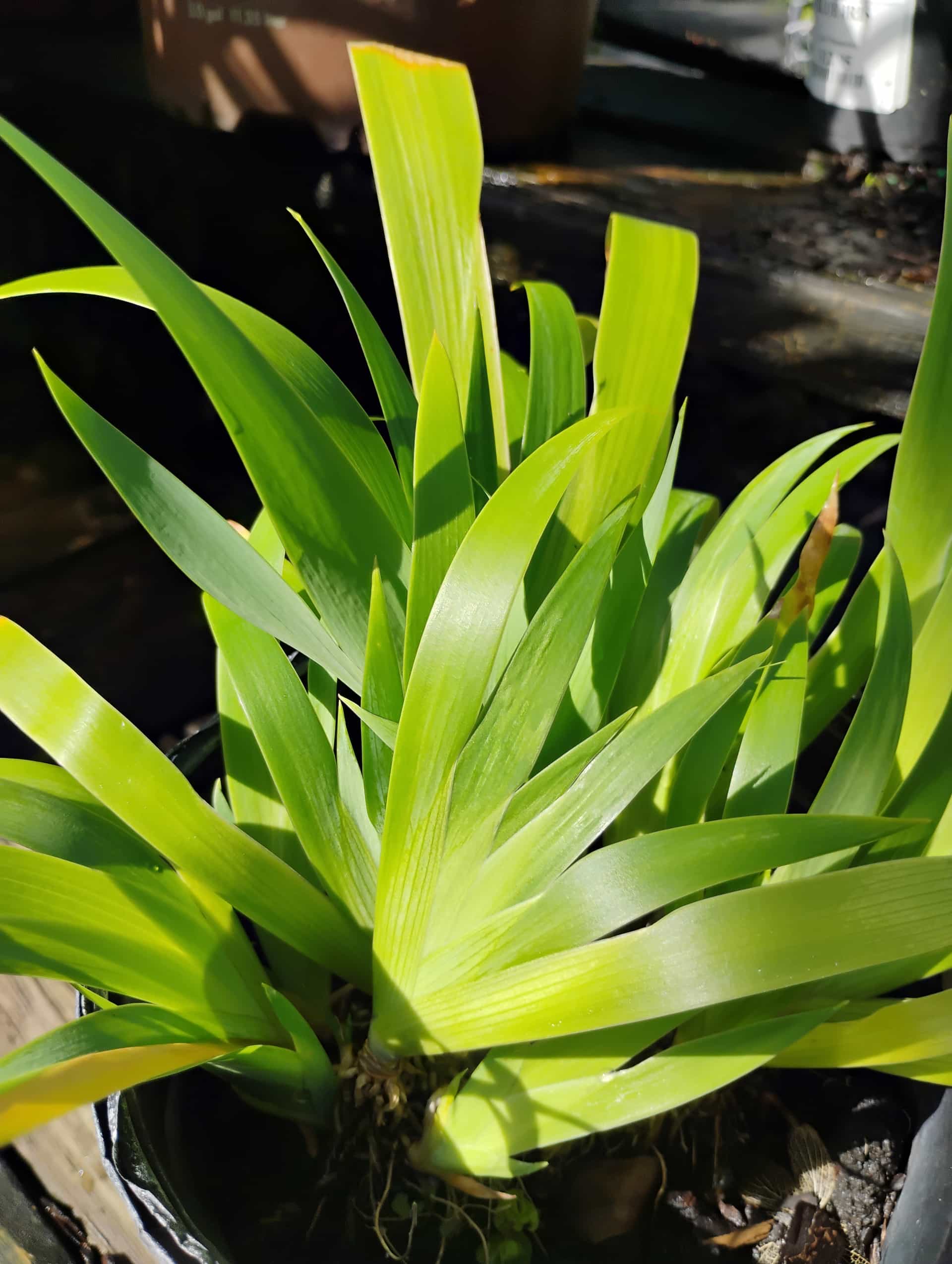 Japanese Iris (Iris ensata), Perennial