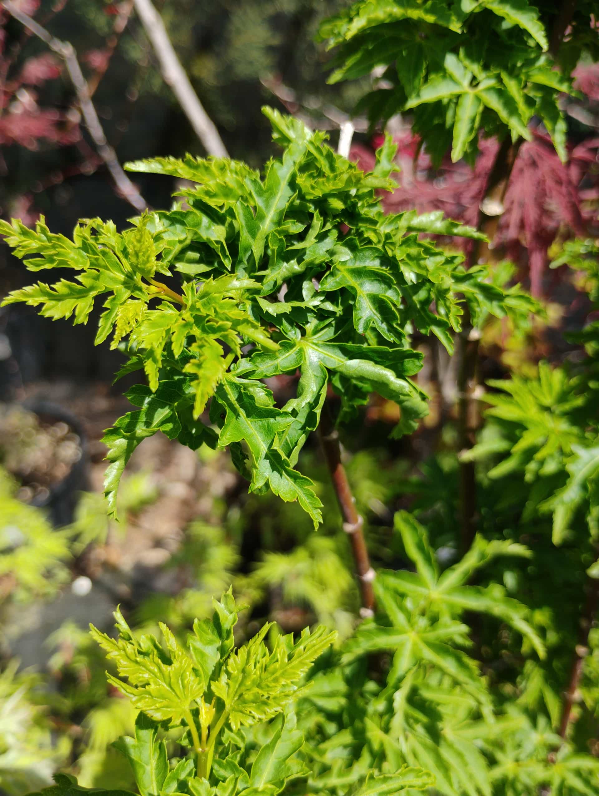 Japanese Maple (Acer palmatum), Tree