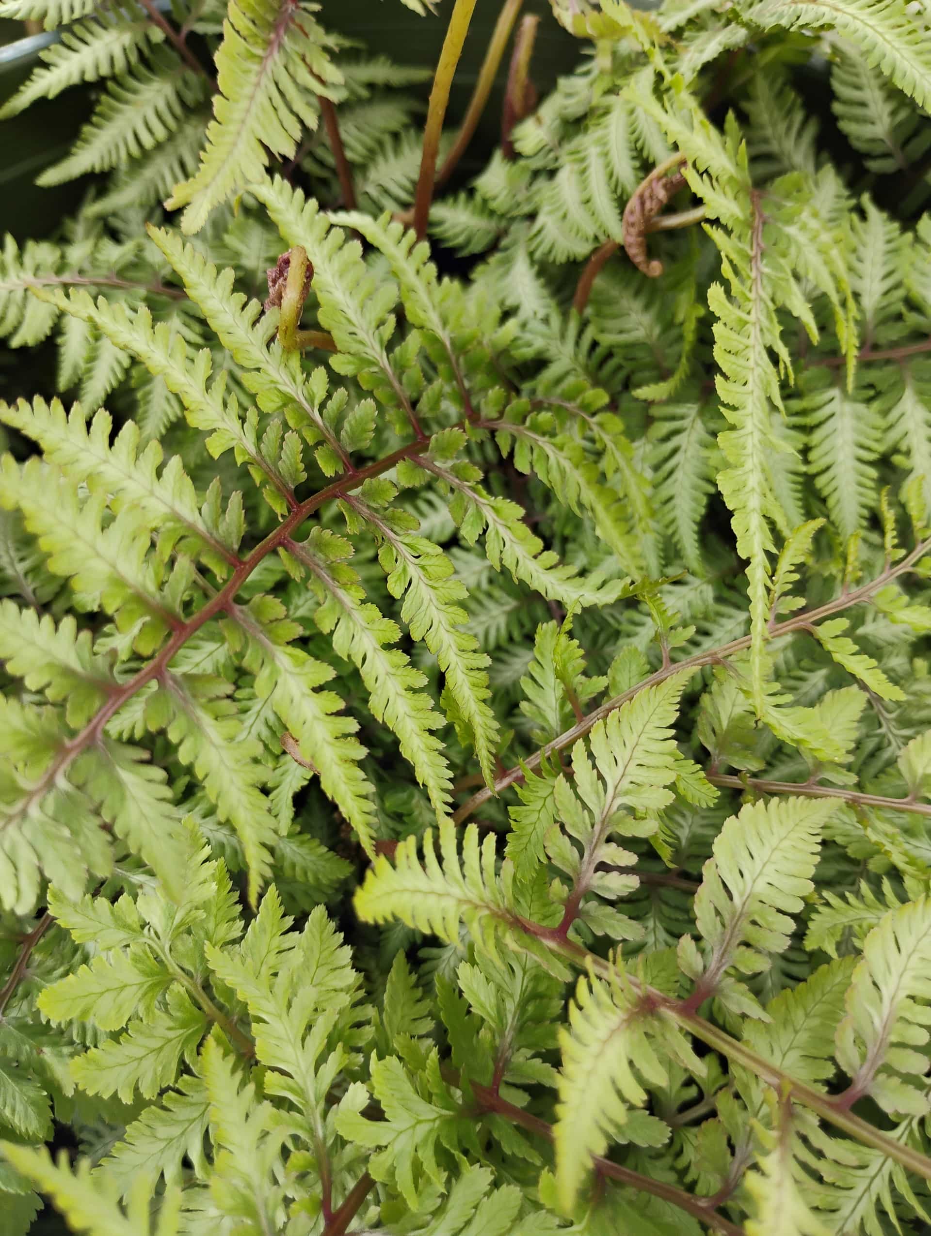 Japanese Painted Fern (Athyrium niponicum), Fern