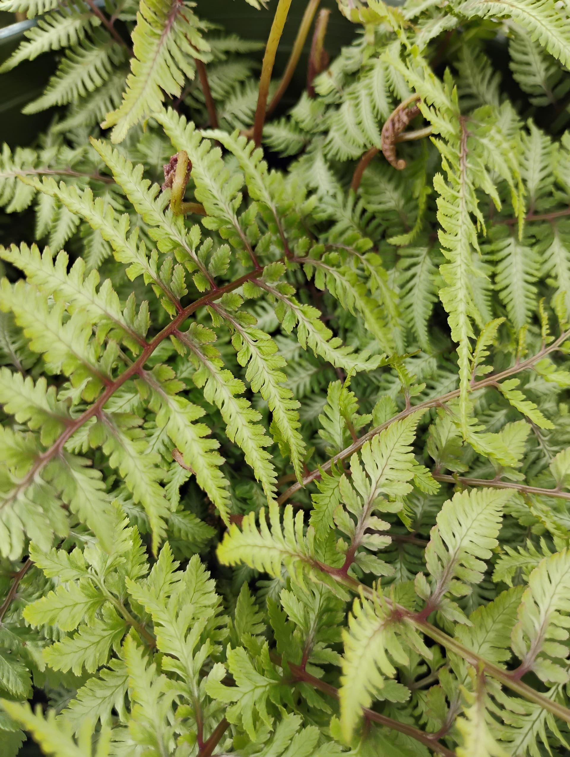 Japanese Painted Fern