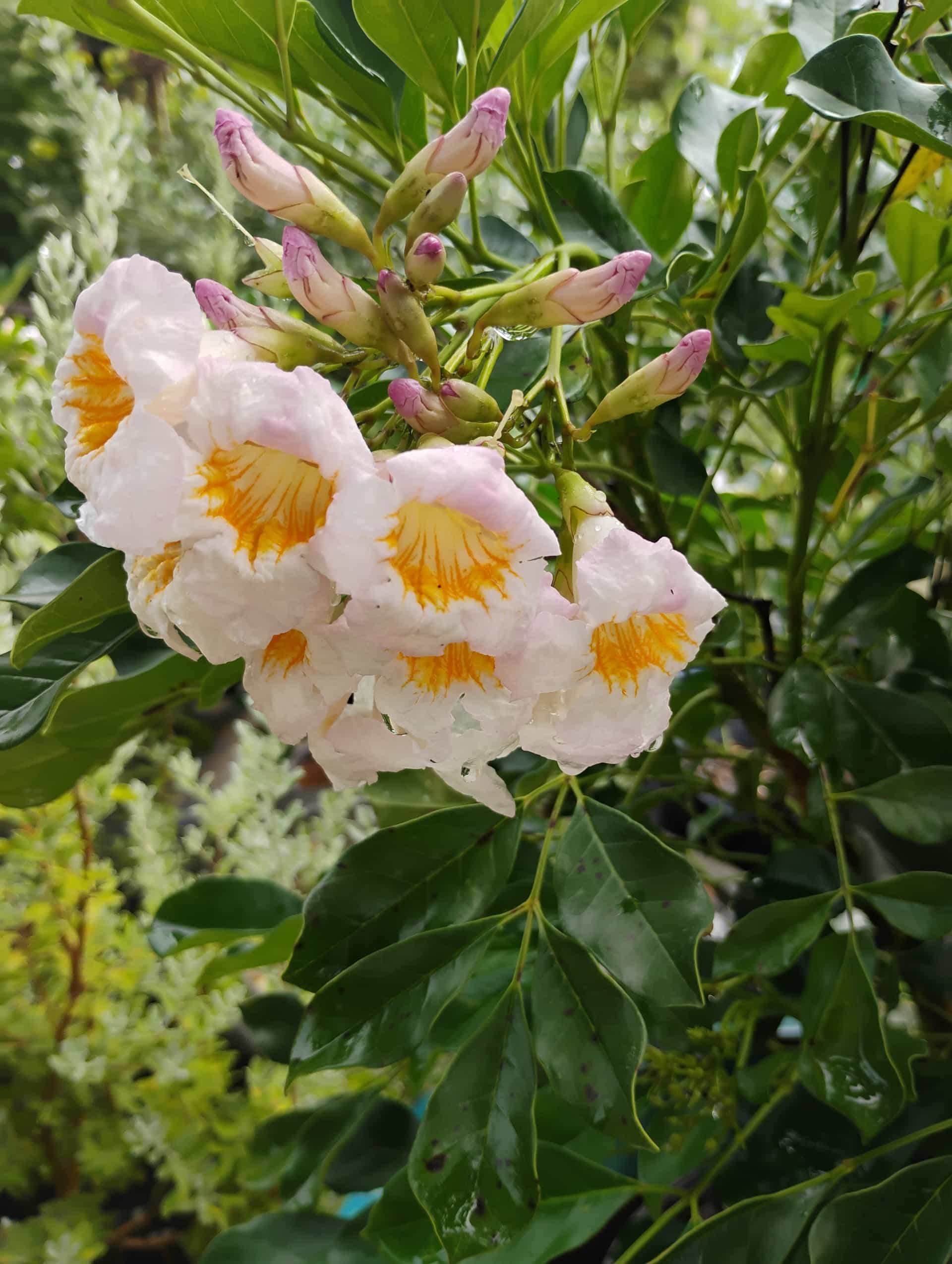 Jasmine (Jasminum), Shrub