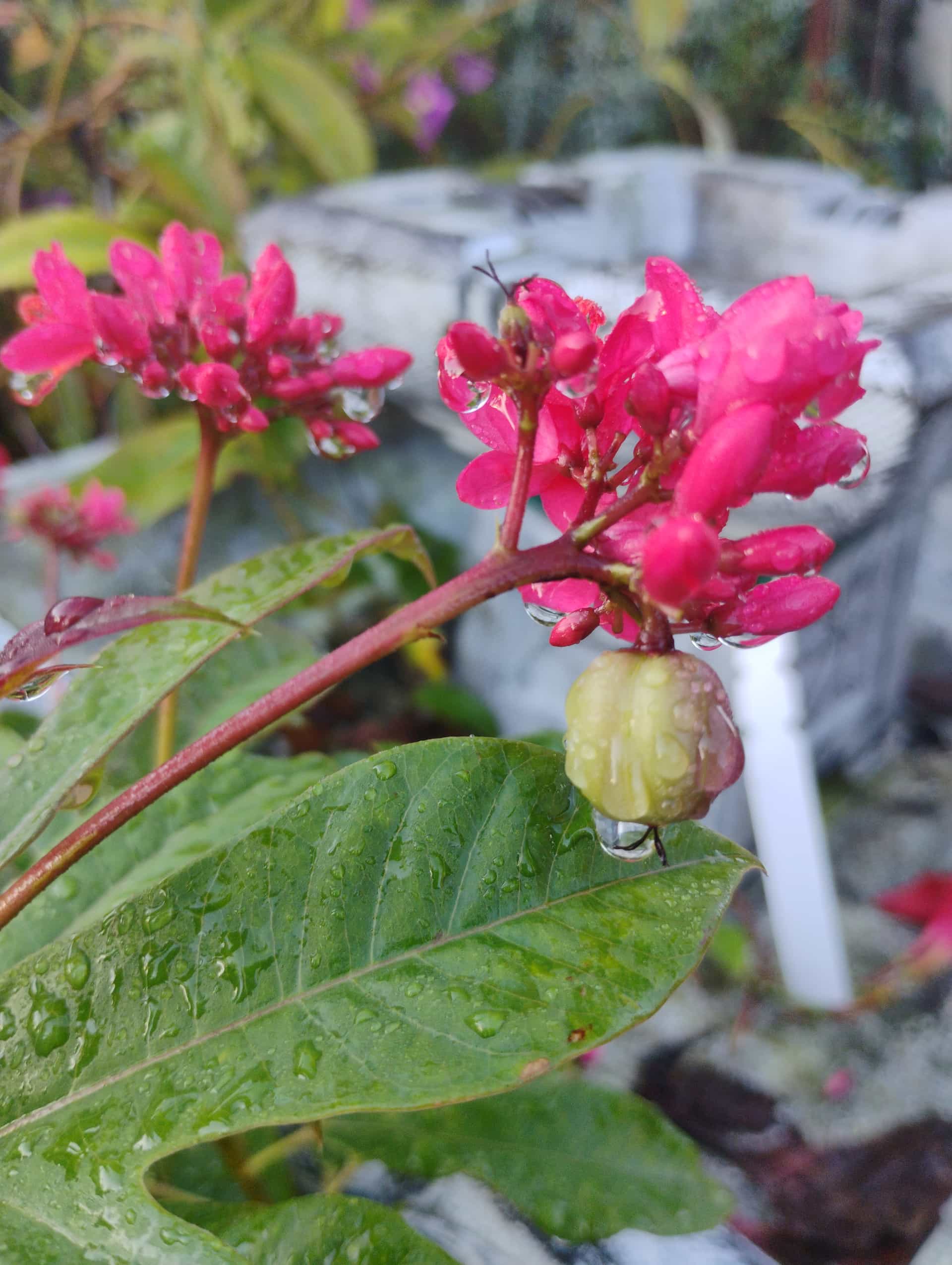 Jatropha (Jatropha integerrima), Shrub