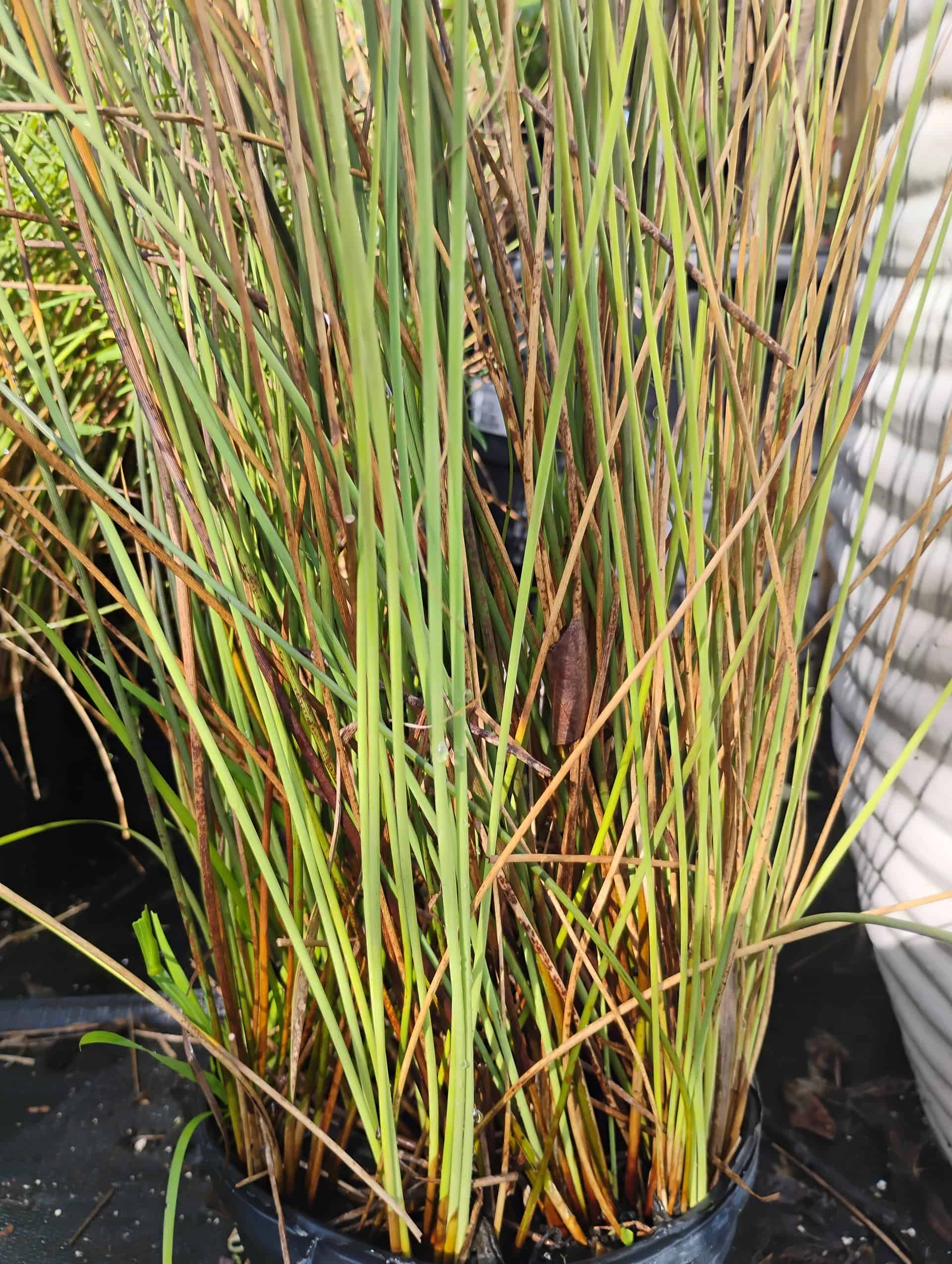 Soft Rush (Juncus effusus), Grass