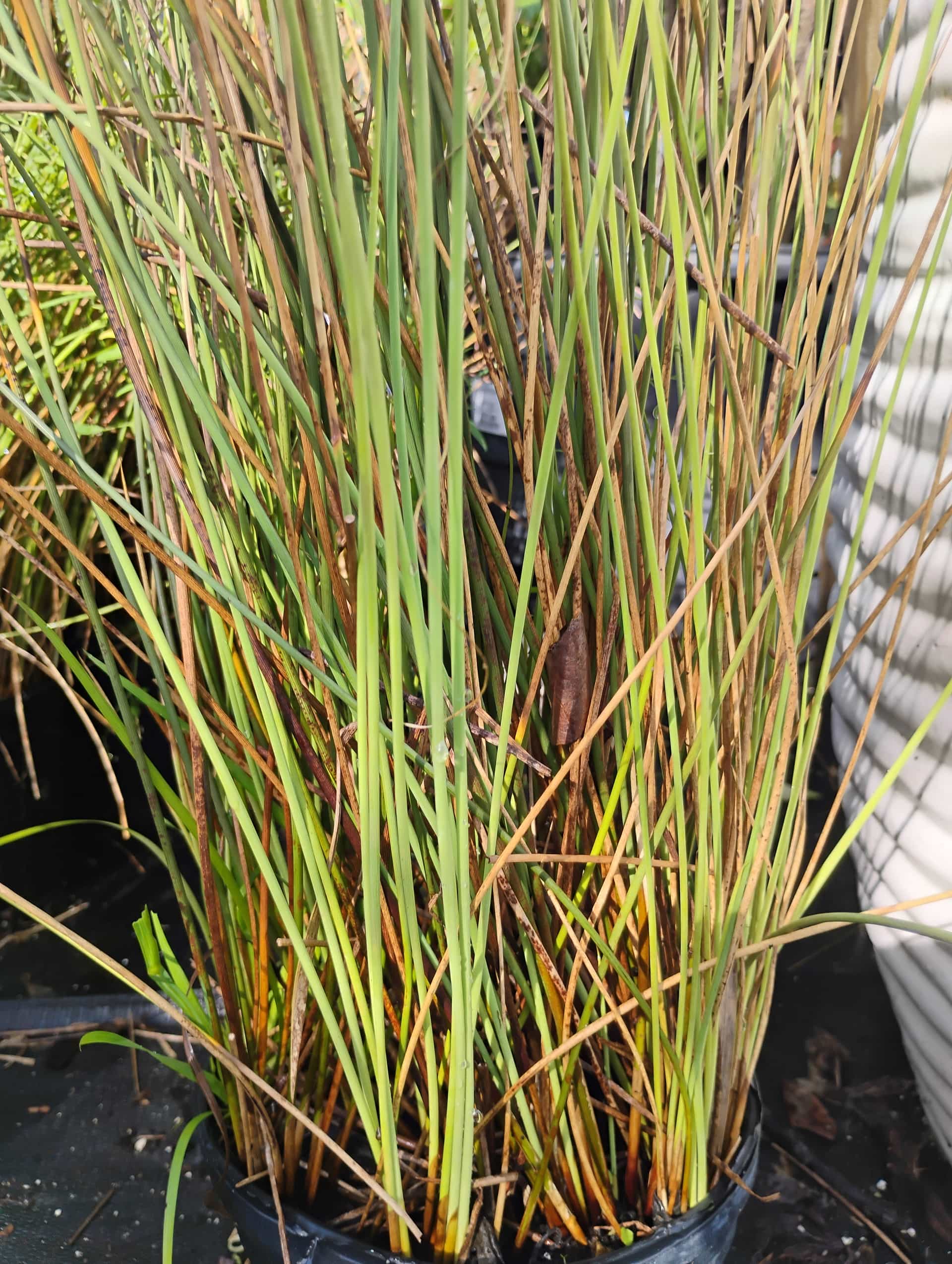 Soft Rush (Juncus effusus), Grass