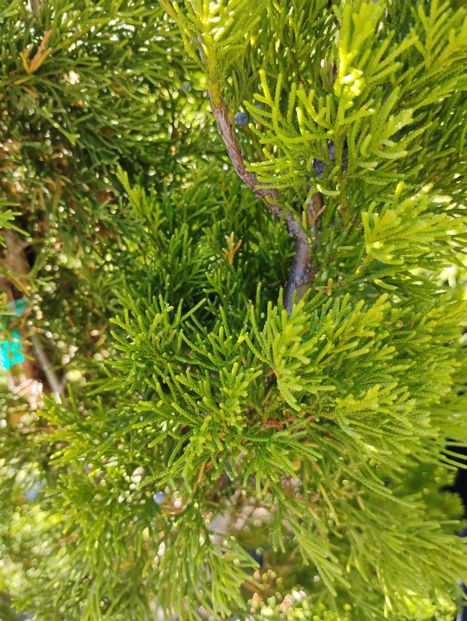 Juniper (Juniperus), Shrub