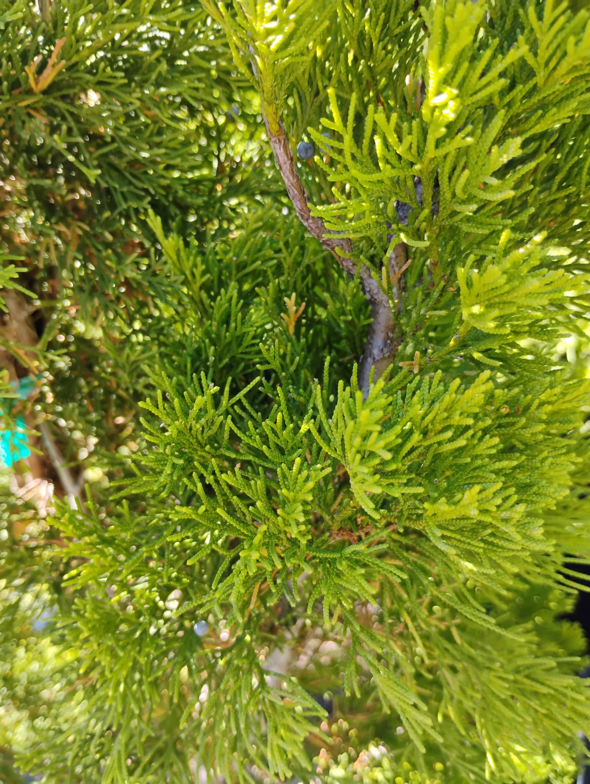 Juniper