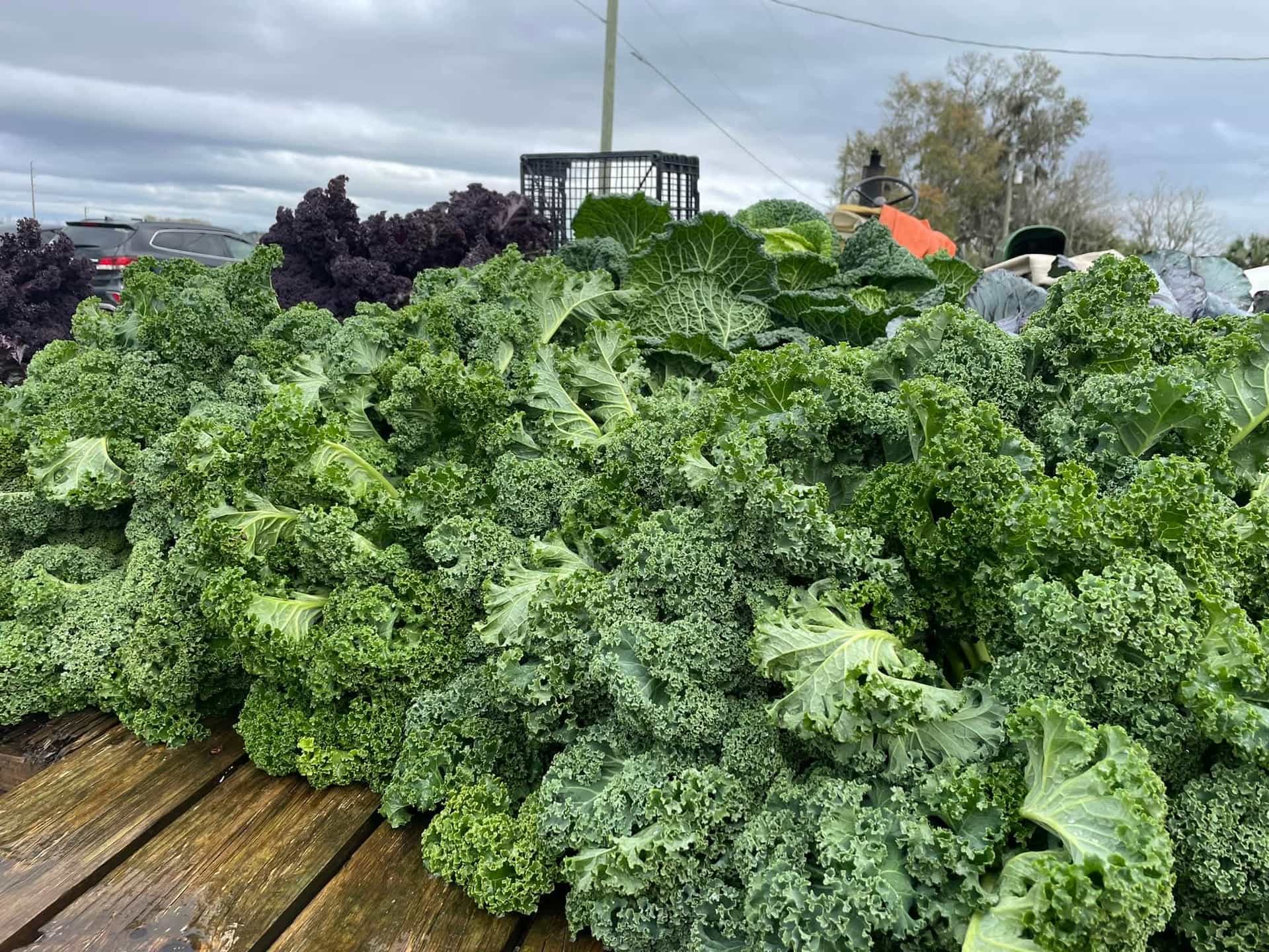 Kale (Brassica oleracea var. sabellica), Annual