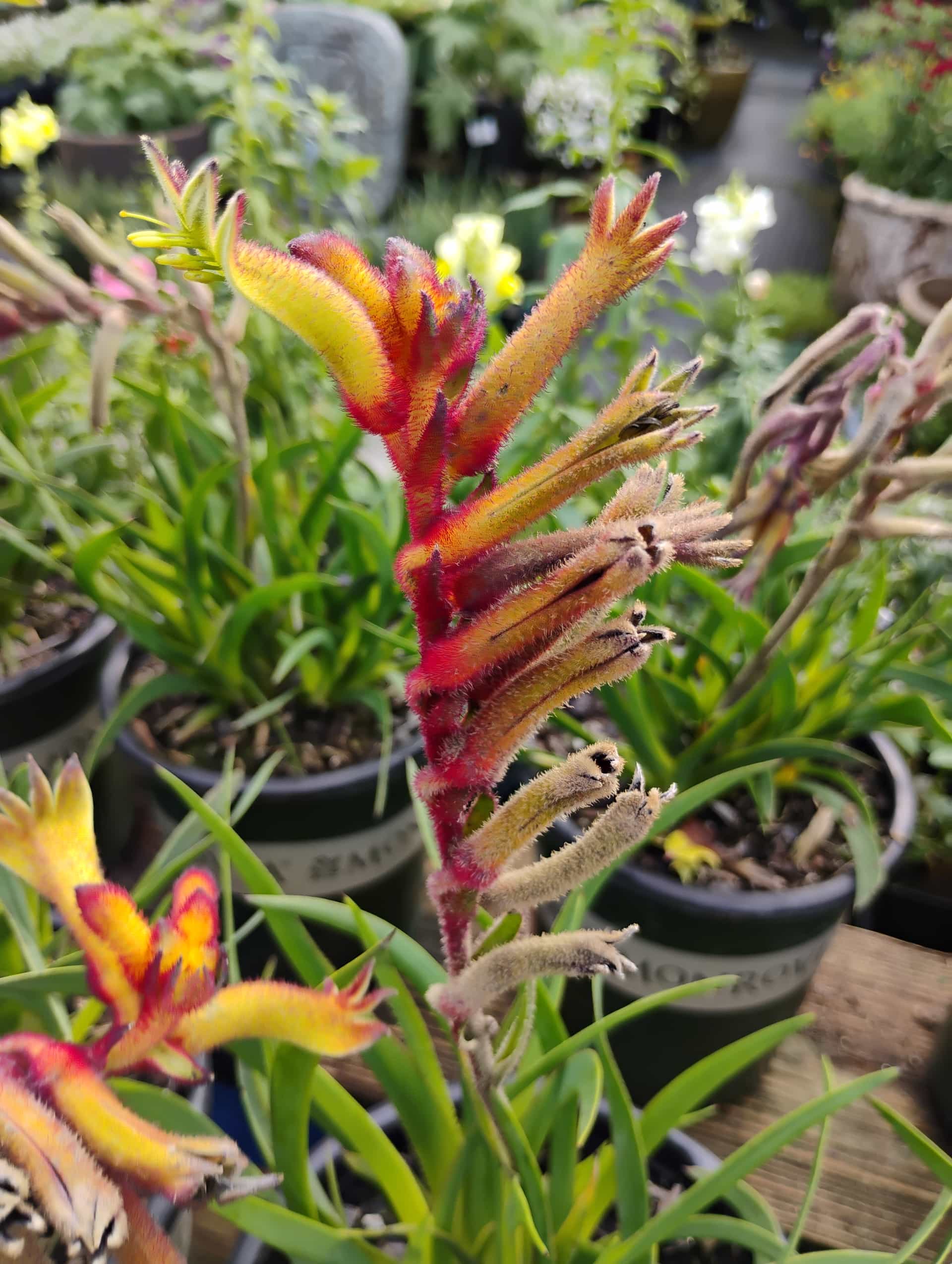 Kangaroo Paw (Anigozanthos flavidus), Perennial